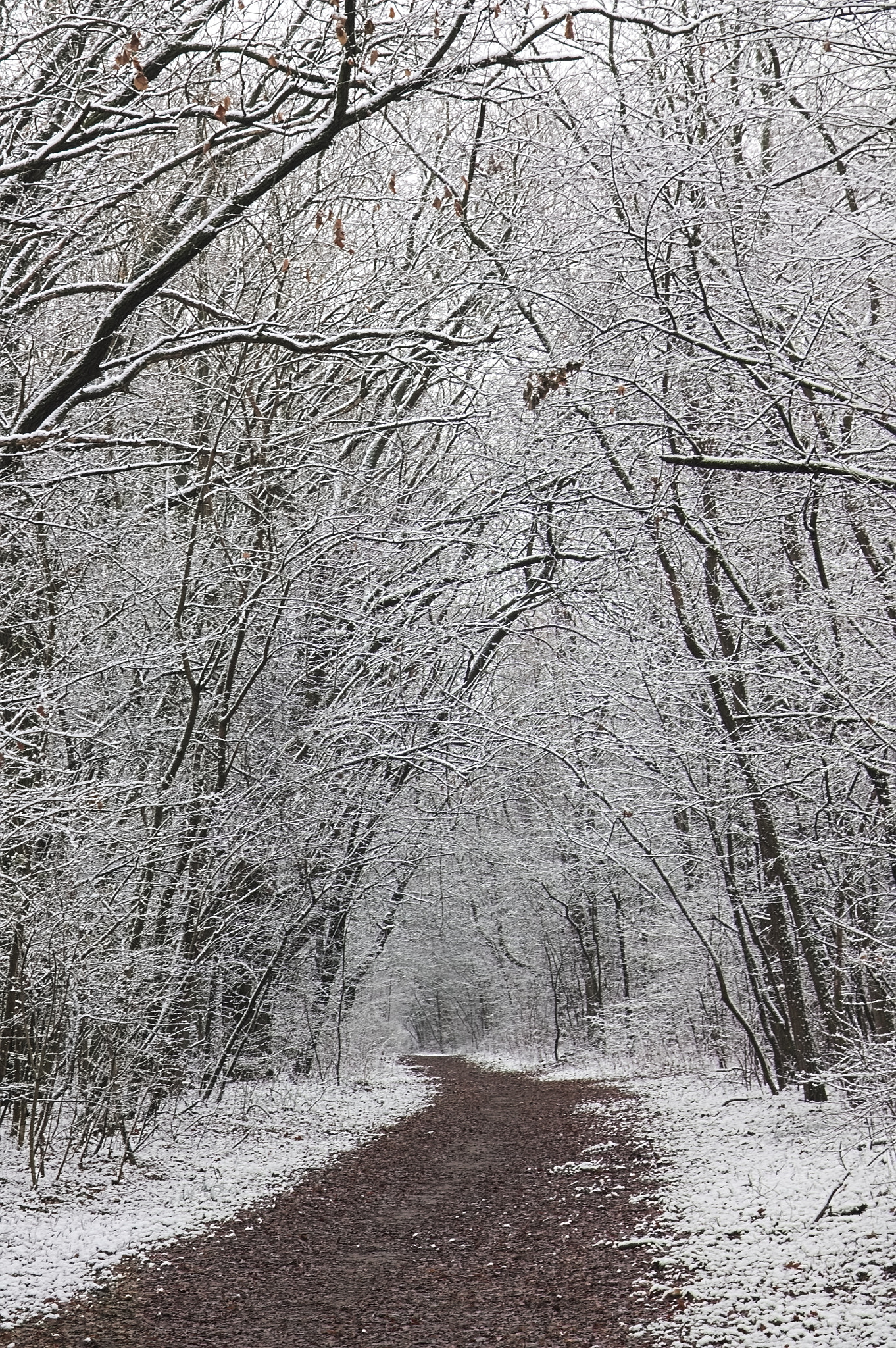 Canon EOS 1100D (EOS Rebel T3 / EOS Kiss X50) + Sigma 17-70mm F2.8-4 DC Macro OS HSM sample photo. Winter path photography