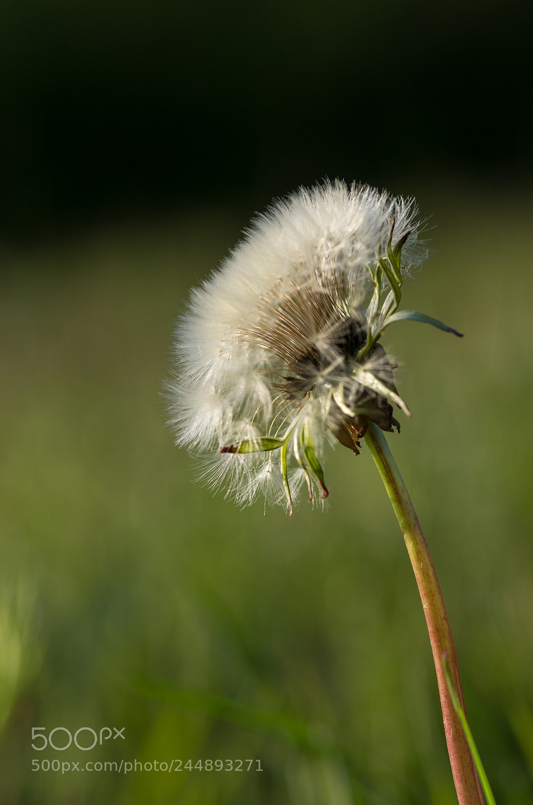 Pentax K-5 sample photo. Flausch photography