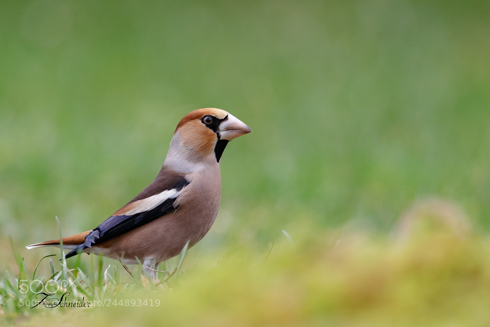 Canon EOS-1D X Mark II sample photo. Hawfinch photography