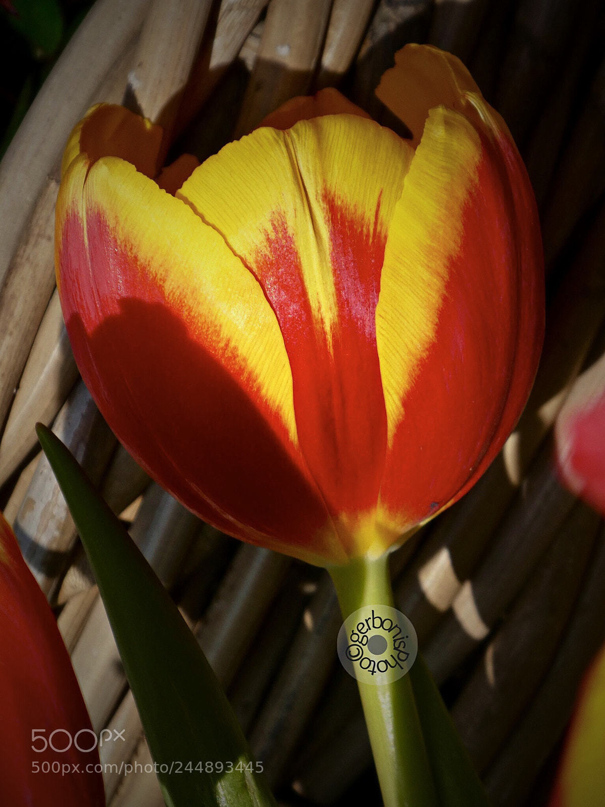 Panasonic Lumix DC-ZS70 (Lumix DC-TZ90) sample photo. Share a two-colored tulip photography