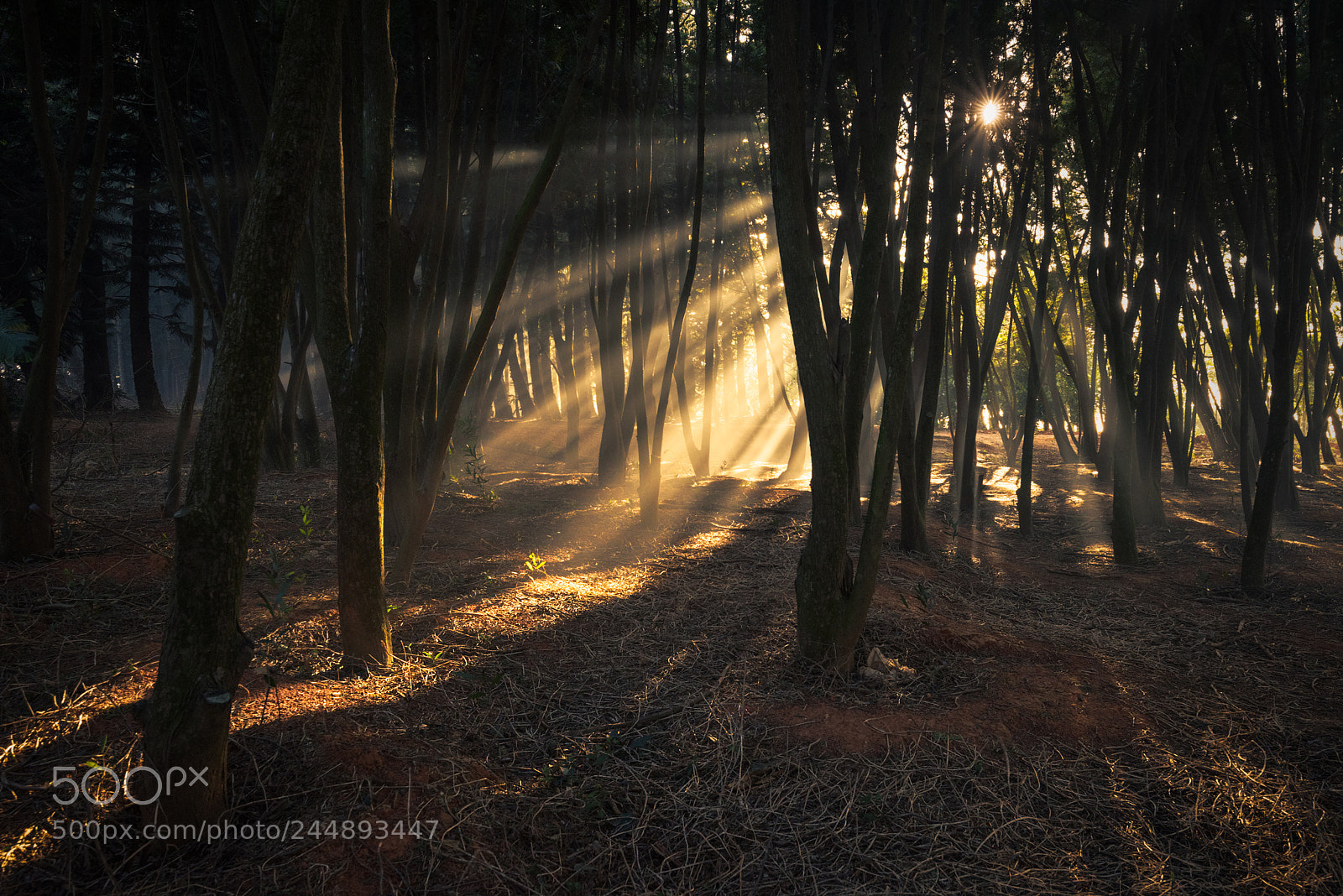 Nikon D810 sample photo. Rays of warm light photography