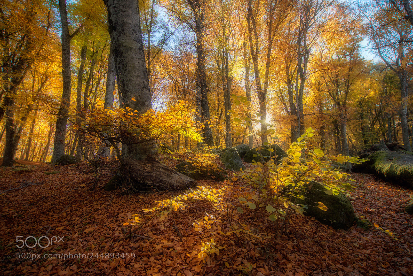 Nikon D610 sample photo. Magic ligth wood photography