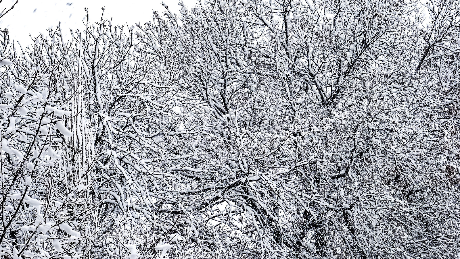 Sony DSC-HX60 sample photo. It was snowing photography