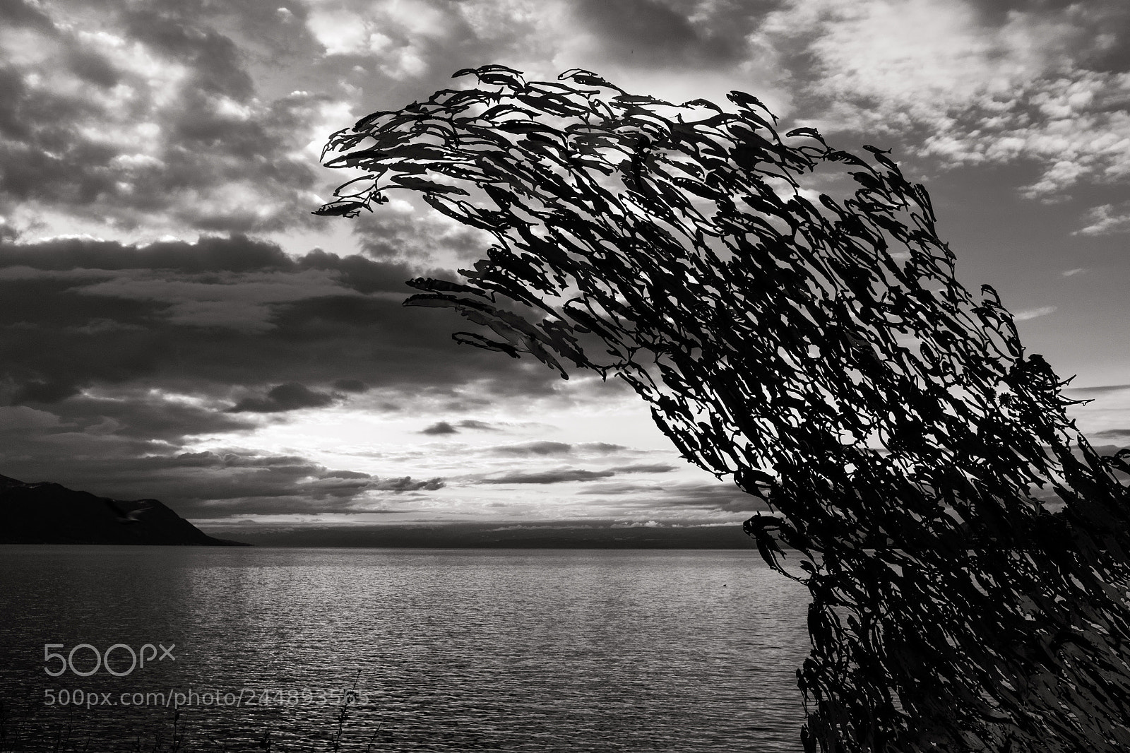 Fujifilm X100F sample photo. Poissons volants photography