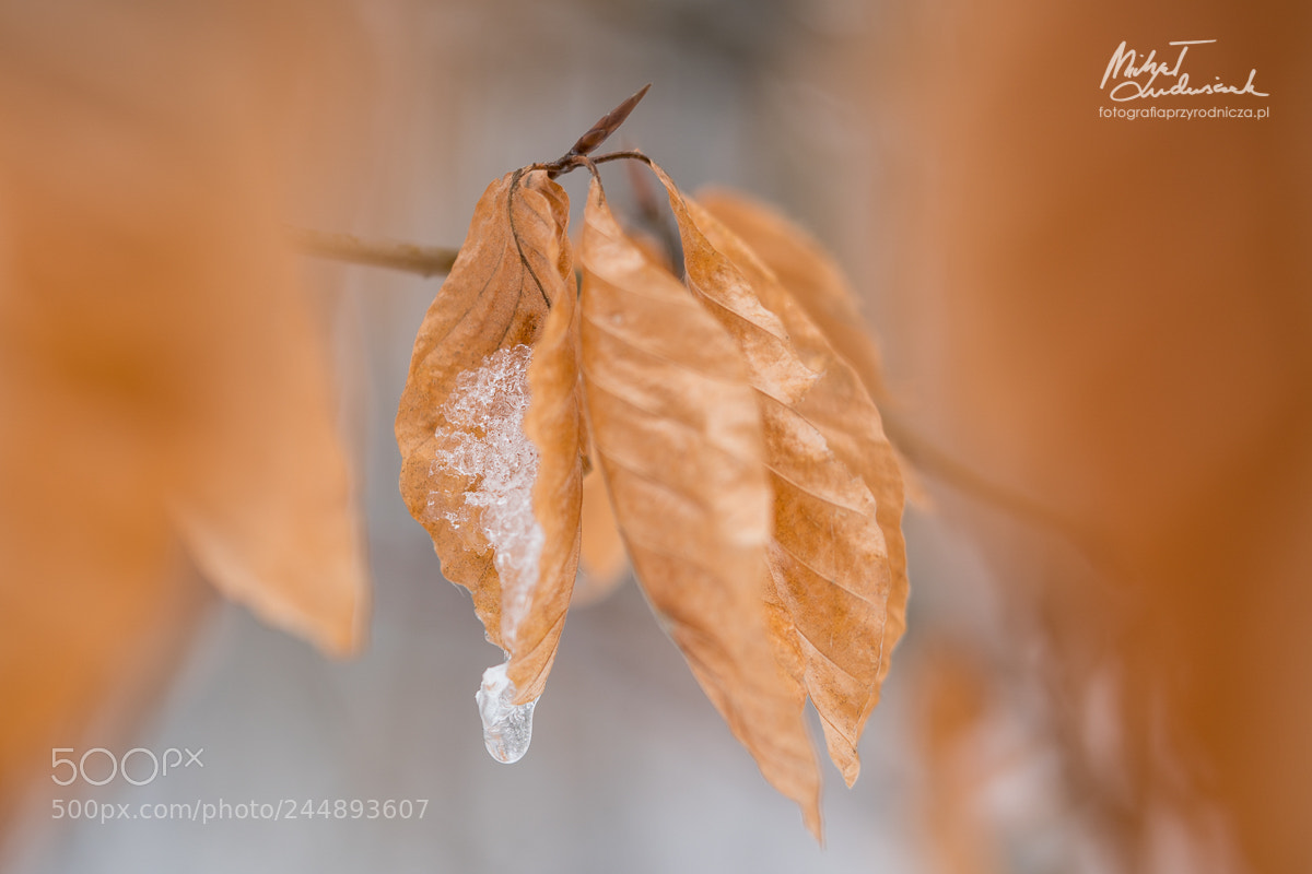 Sony a6500 sample photo. Leaves photography