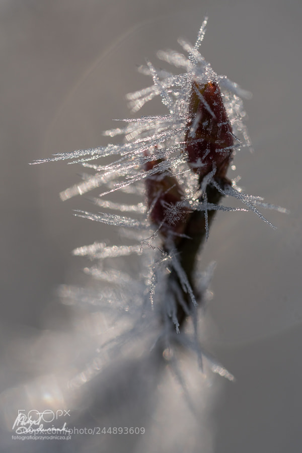 Sony a6500 sample photo. Needles photography
