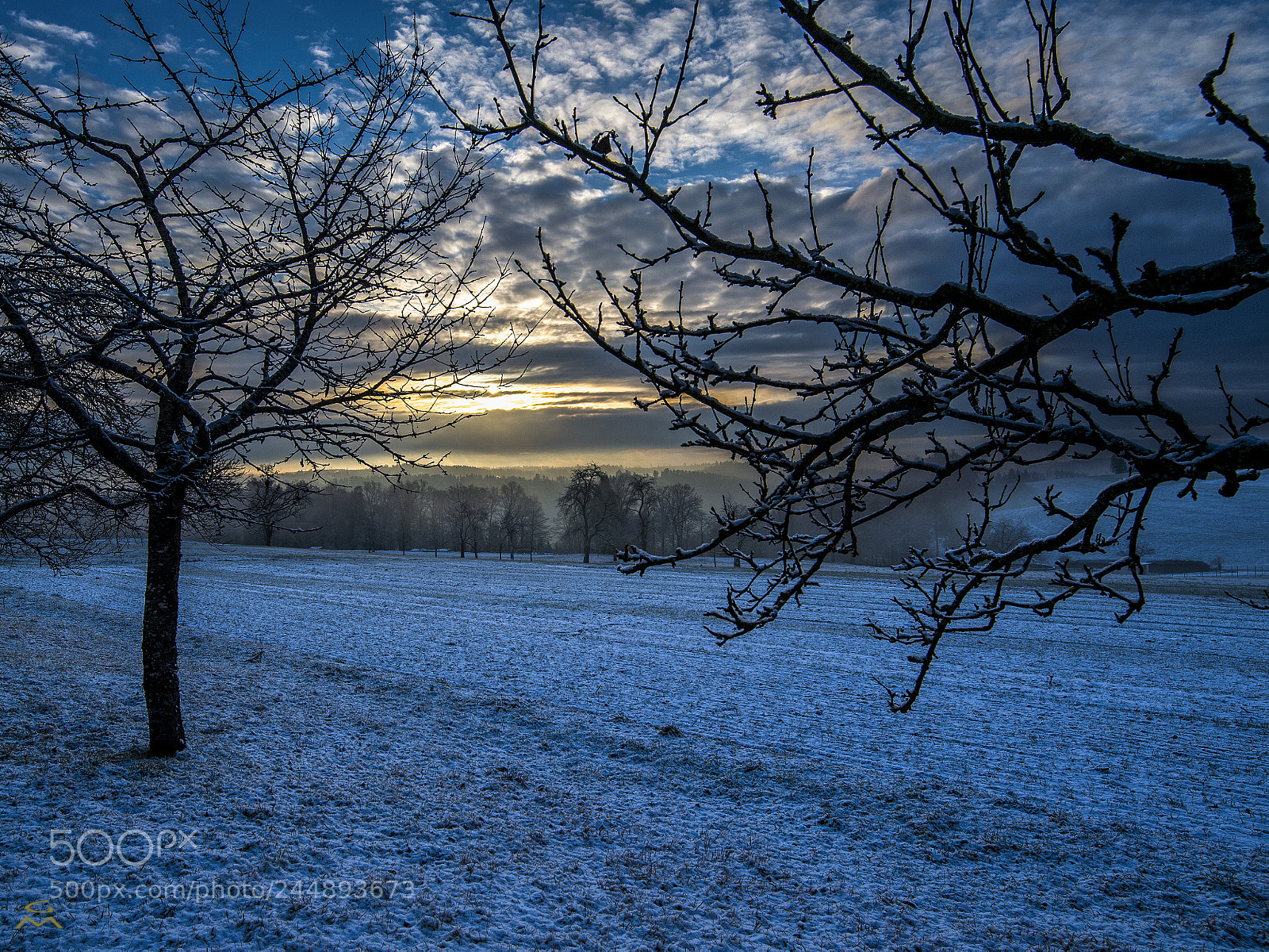 Nikon D4 sample photo. Good morning little winter photography