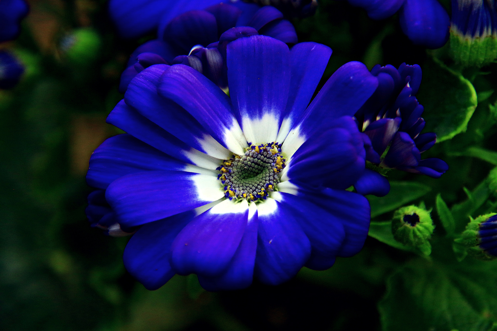 Canon EOS 650D (EOS Rebel T4i / EOS Kiss X6i) sample photo. Img photography