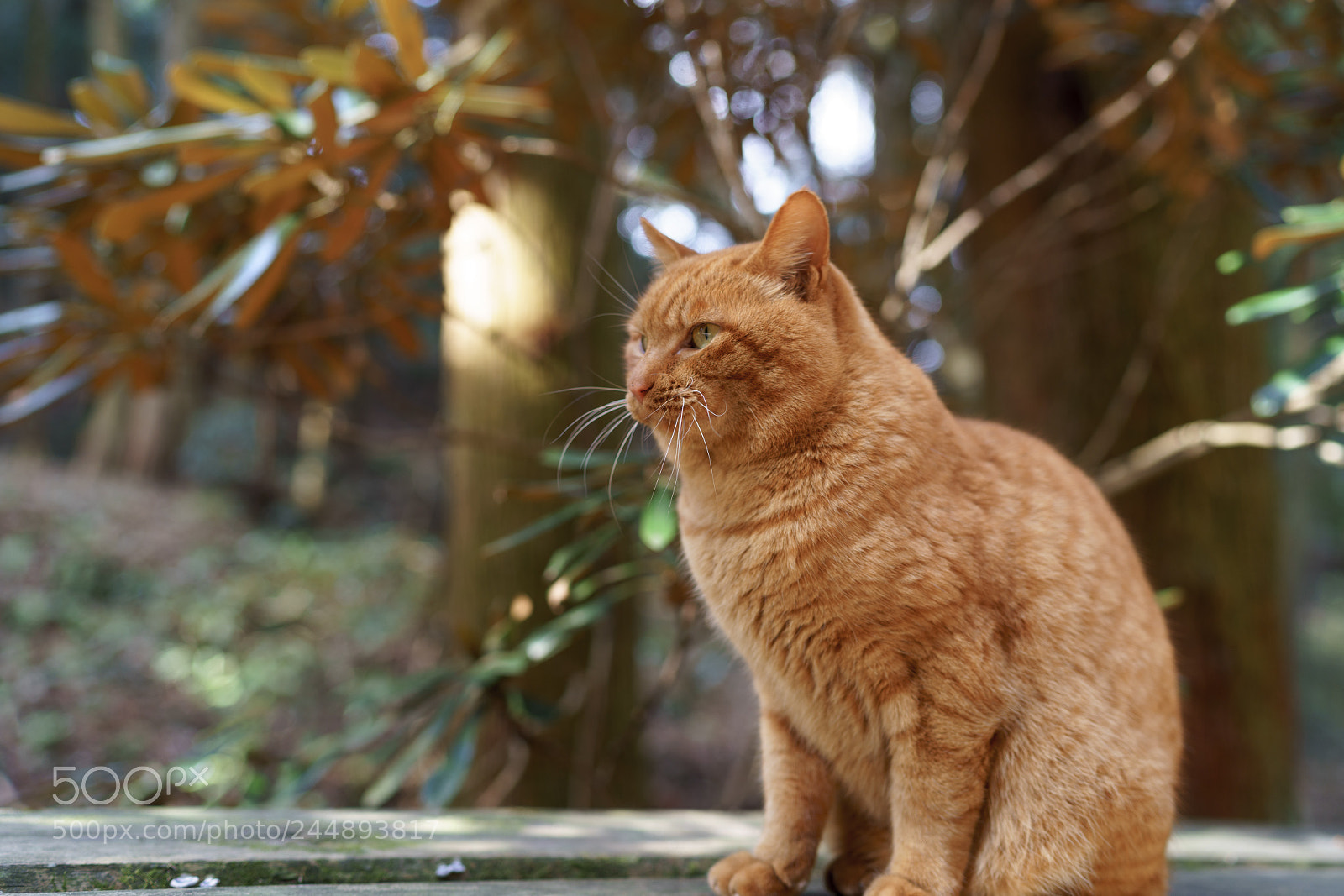 Sony a7 II sample photo. Japanese mountain cat photography