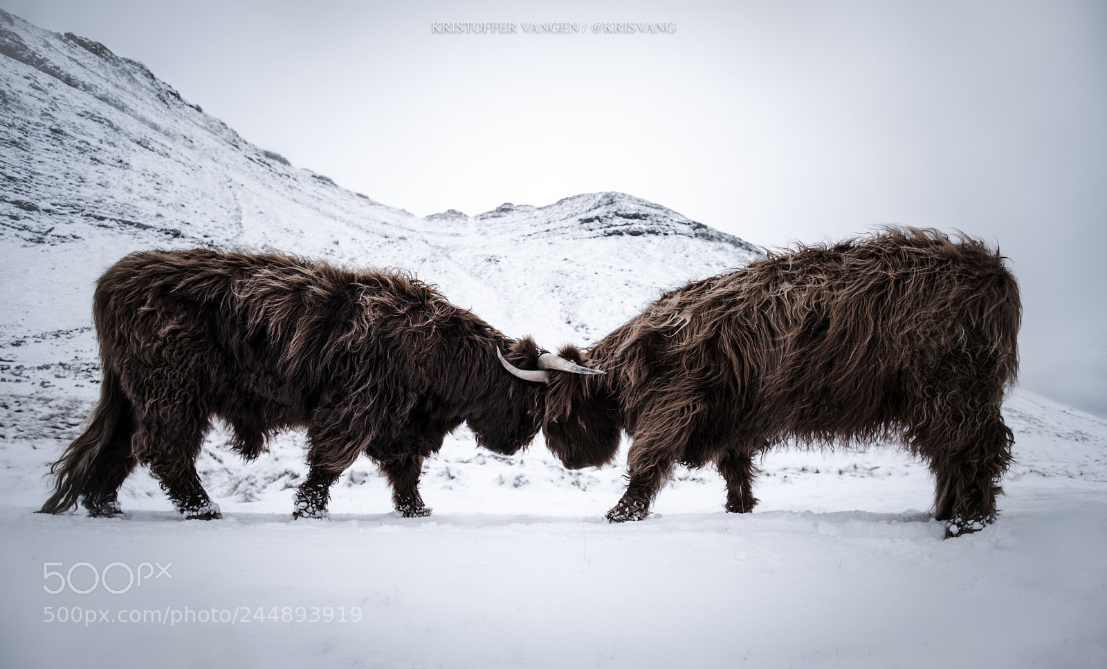 Nikon D810 sample photo. Highland cattle battle photography