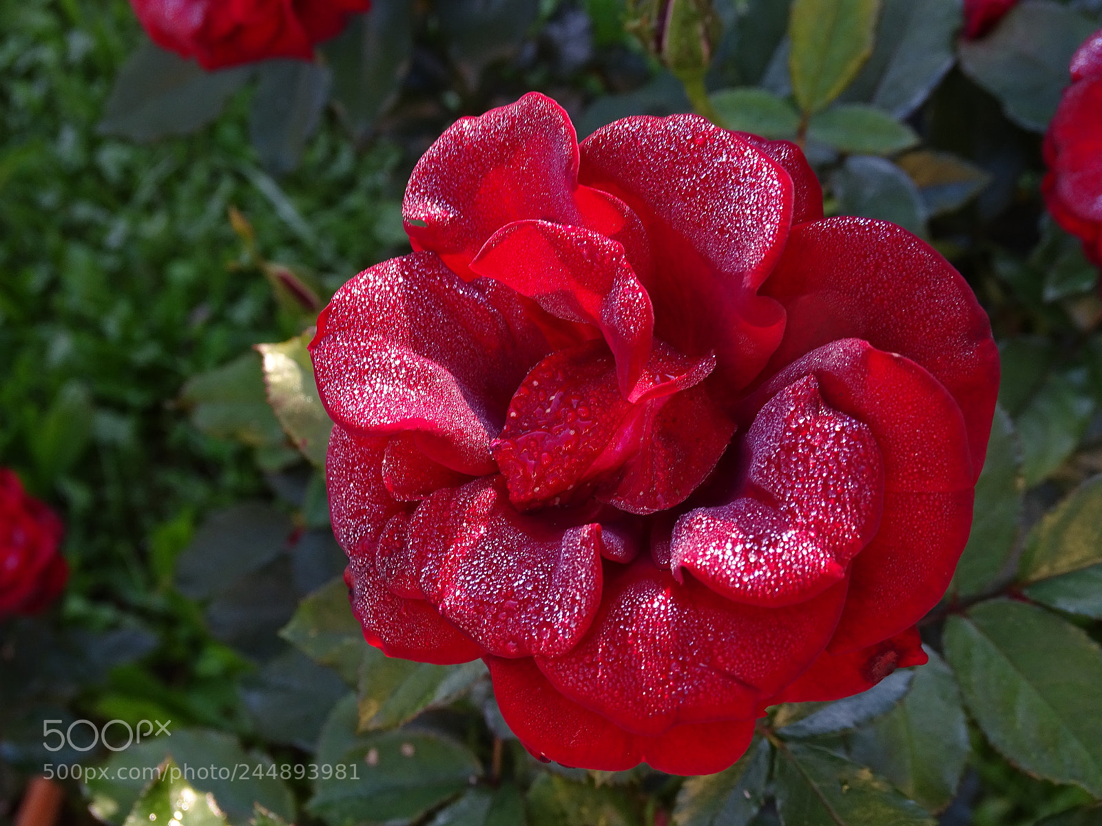 Sony Cyber-shot DSC-HX400V sample photo. Dsc photography