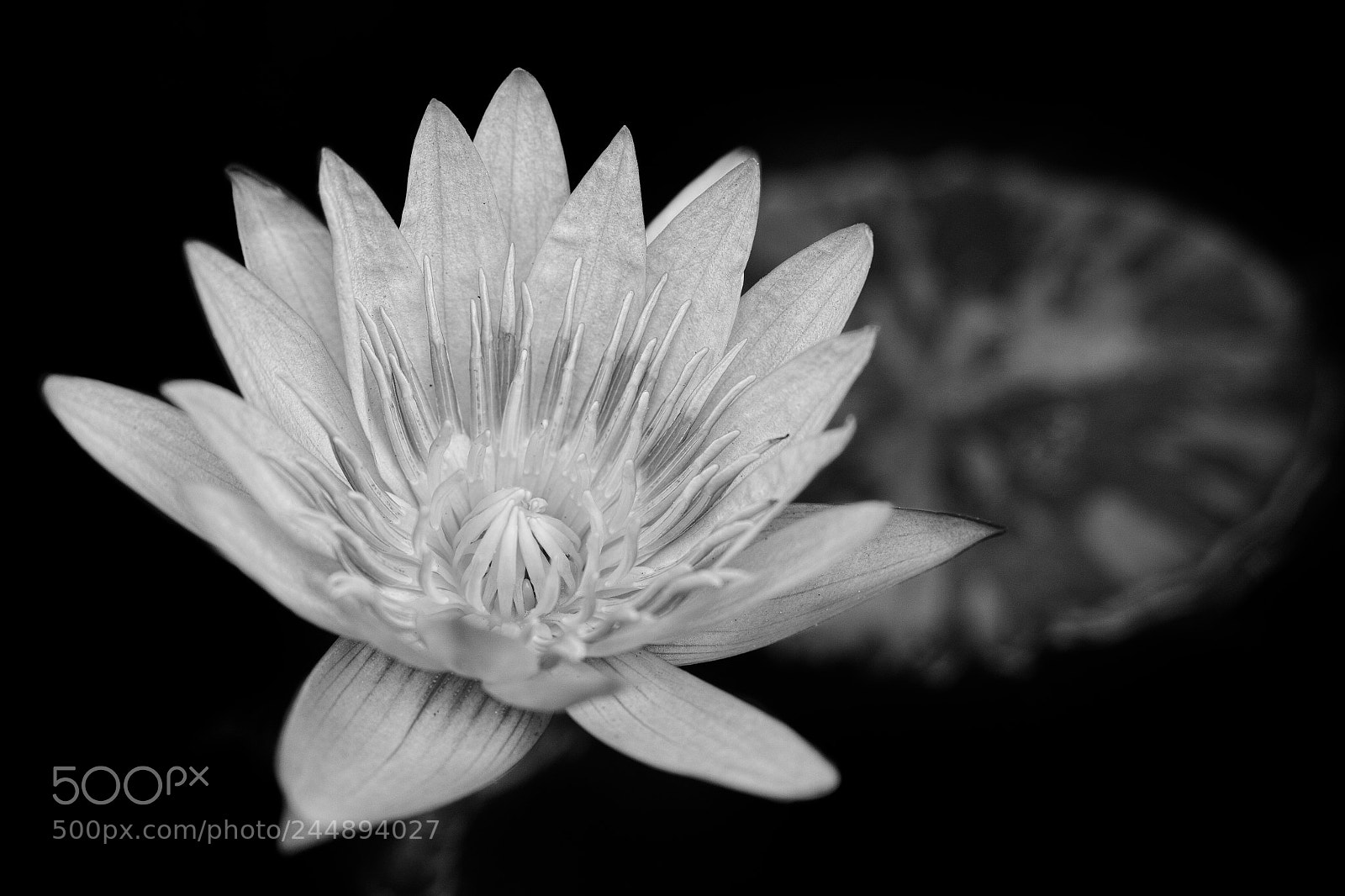 Sigma DP3 Merrill sample photo. Water lily photography