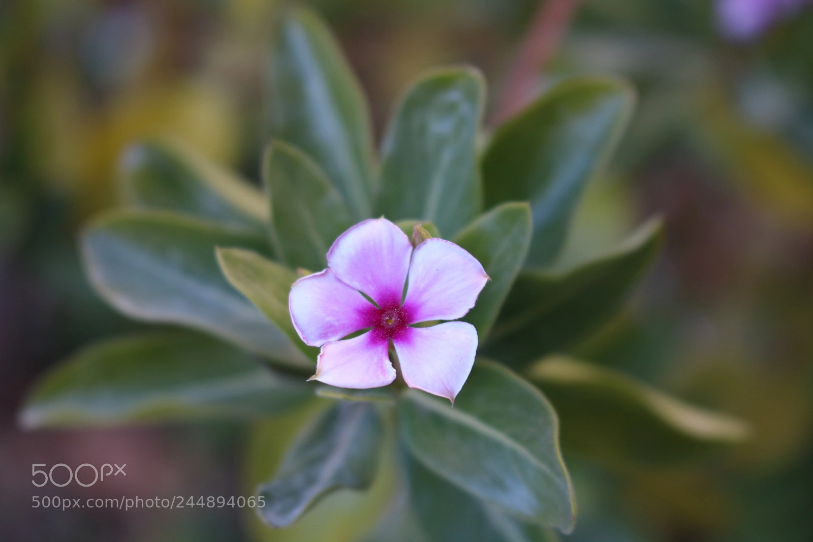 Canon EOS 750D (EOS Rebel T6i / EOS Kiss X8i) sample photo. Violet photography