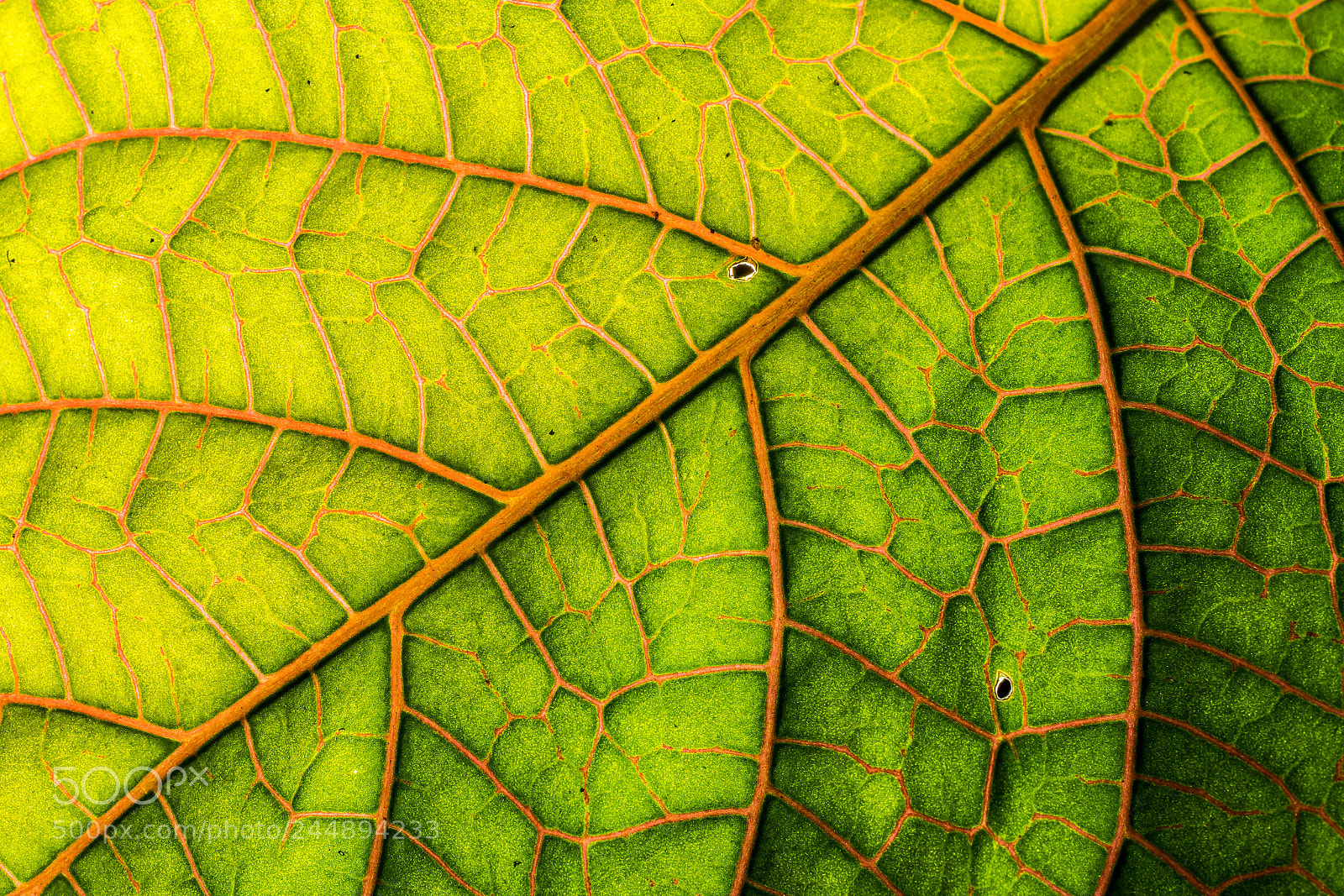 Nikon D500 sample photo. The leave photography