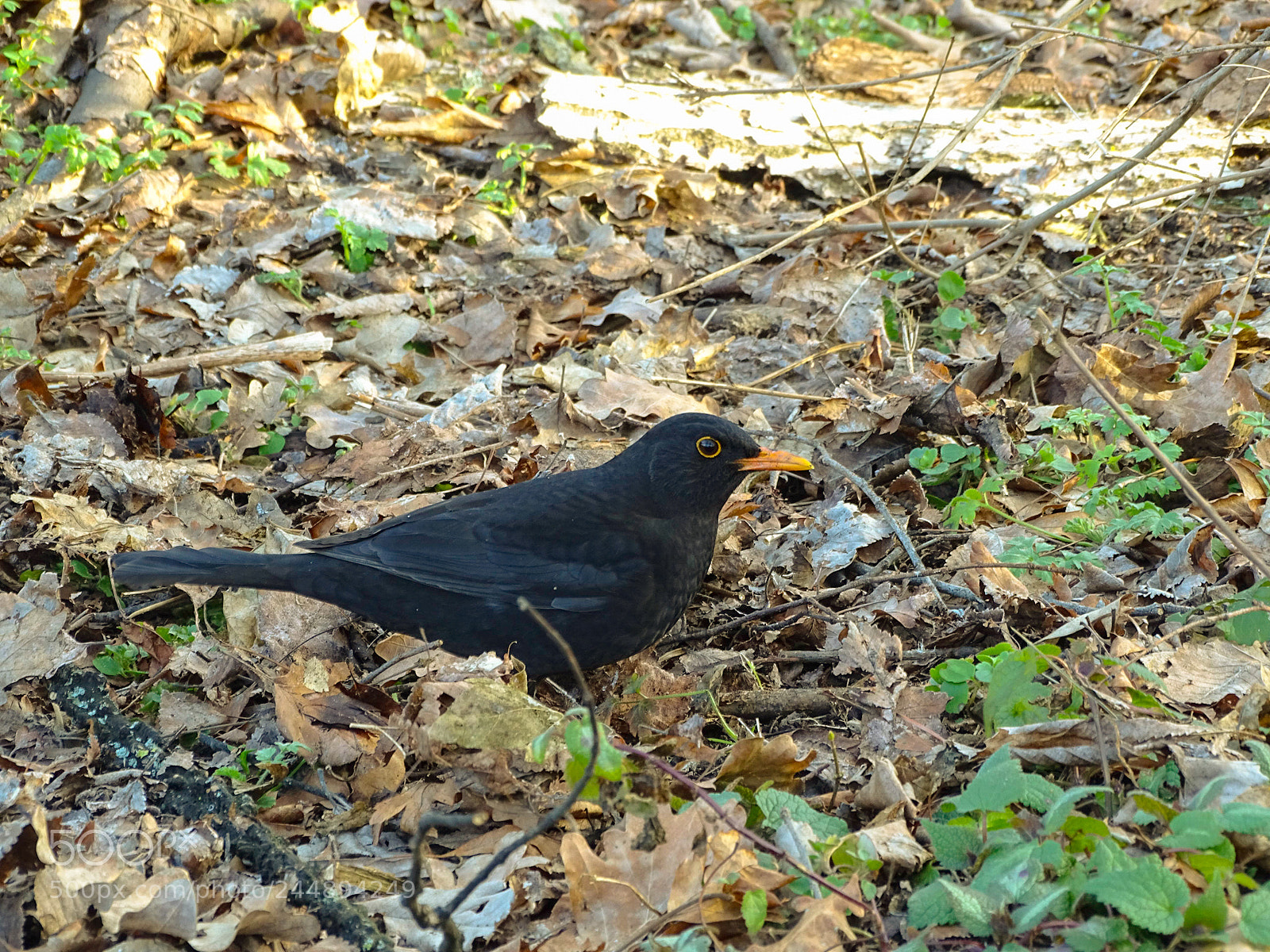 Sony Cyber-shot DSC-HX350 sample photo. Friendly blackbird photography