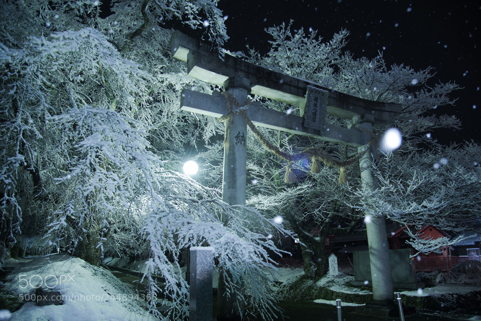 Nikon D800 sample photo. Weeping cherry blossoms of photography