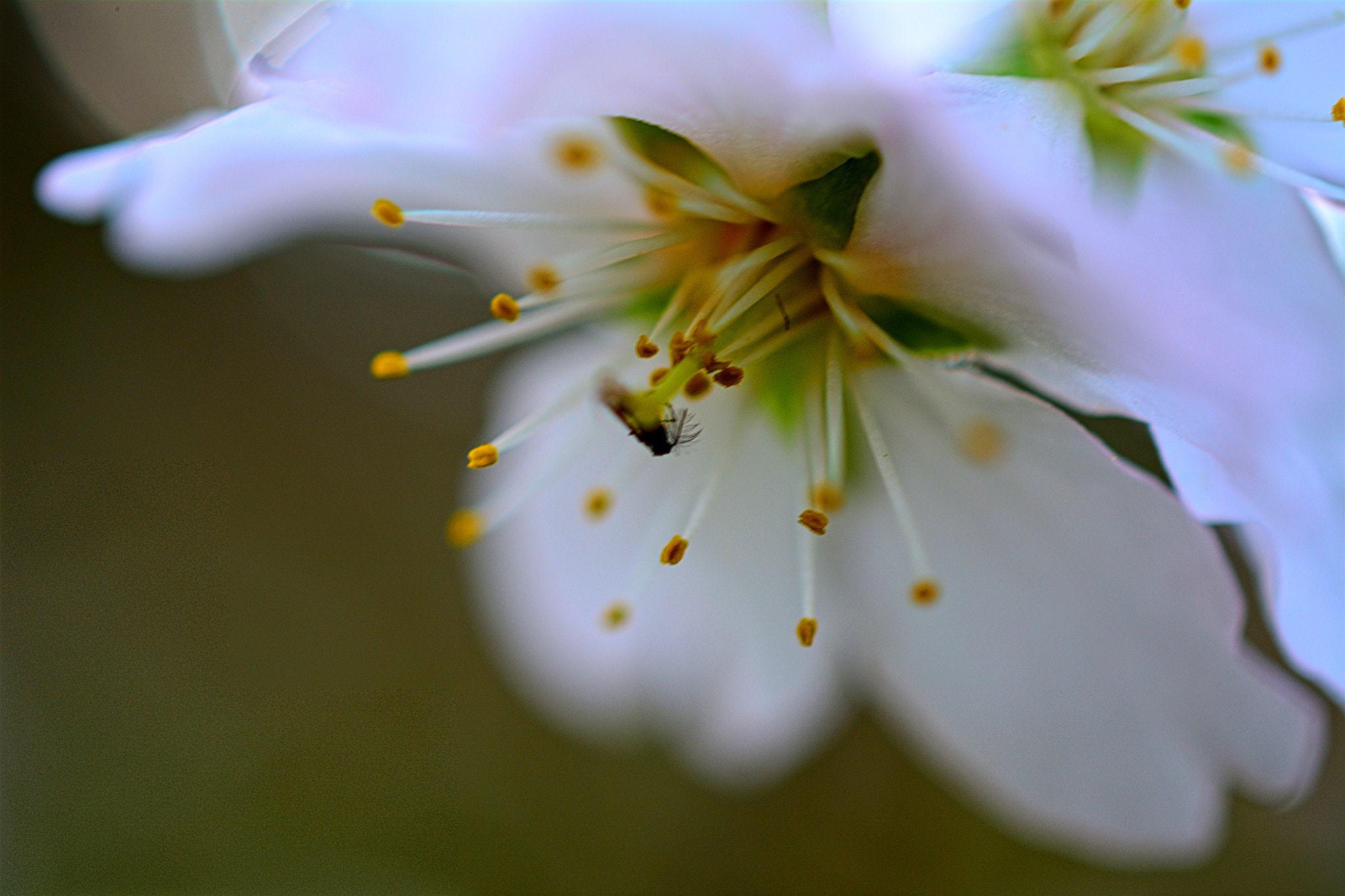 Nikon D5200 + Nikon AF-S DX Micro Nikkor 40mm F2.8 sample photo. Flower photography