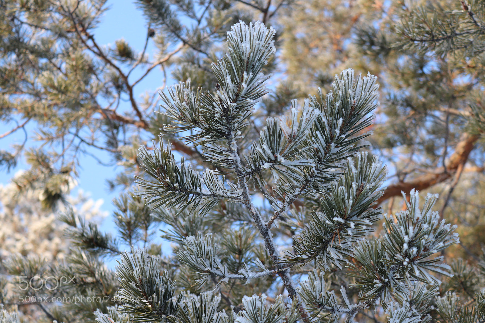 Canon EOS 200D (EOS Rebel SL2 / EOS Kiss X9) sample photo. Snow in wood photography