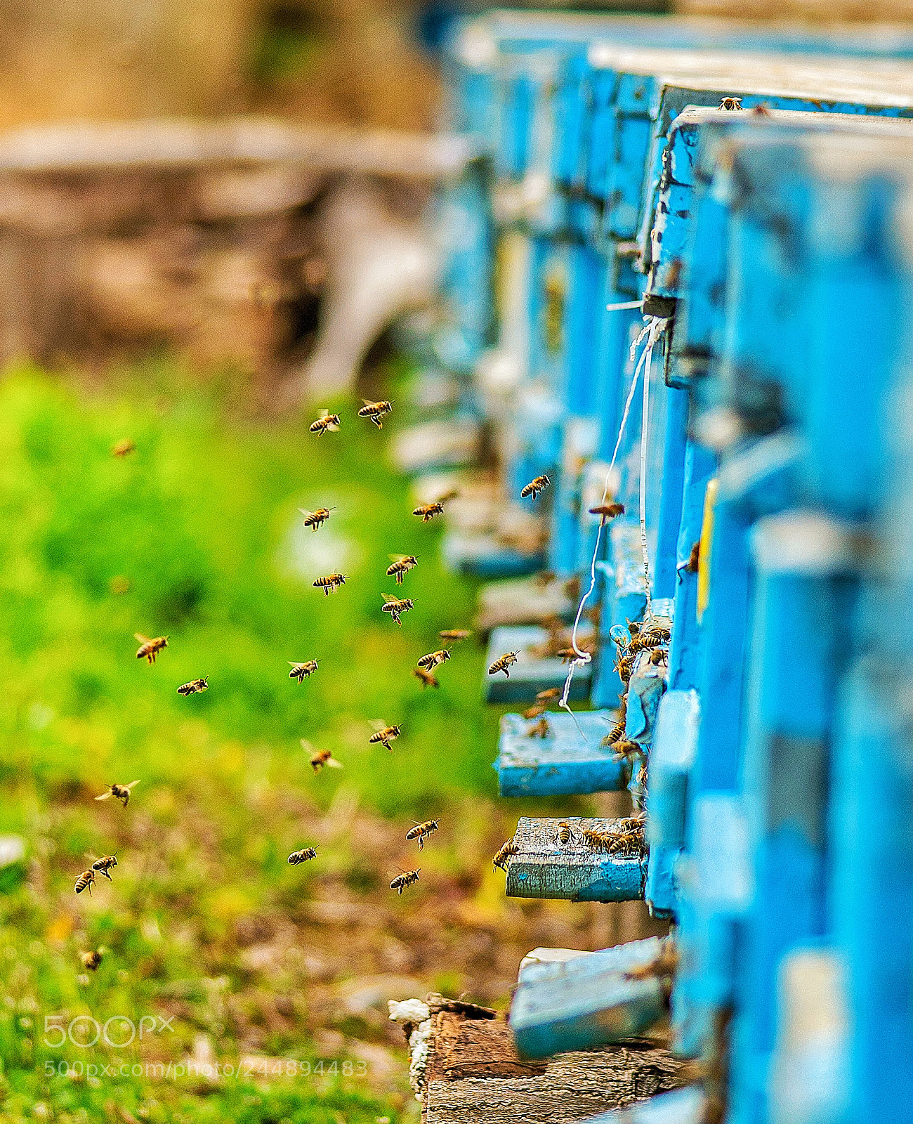 Sony a7R II sample photo. Bees photography