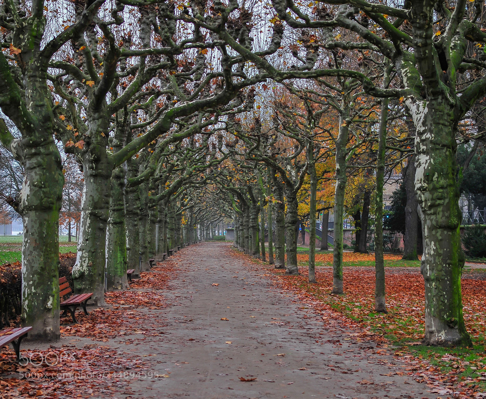 Nikon D300 sample photo. Allee photography