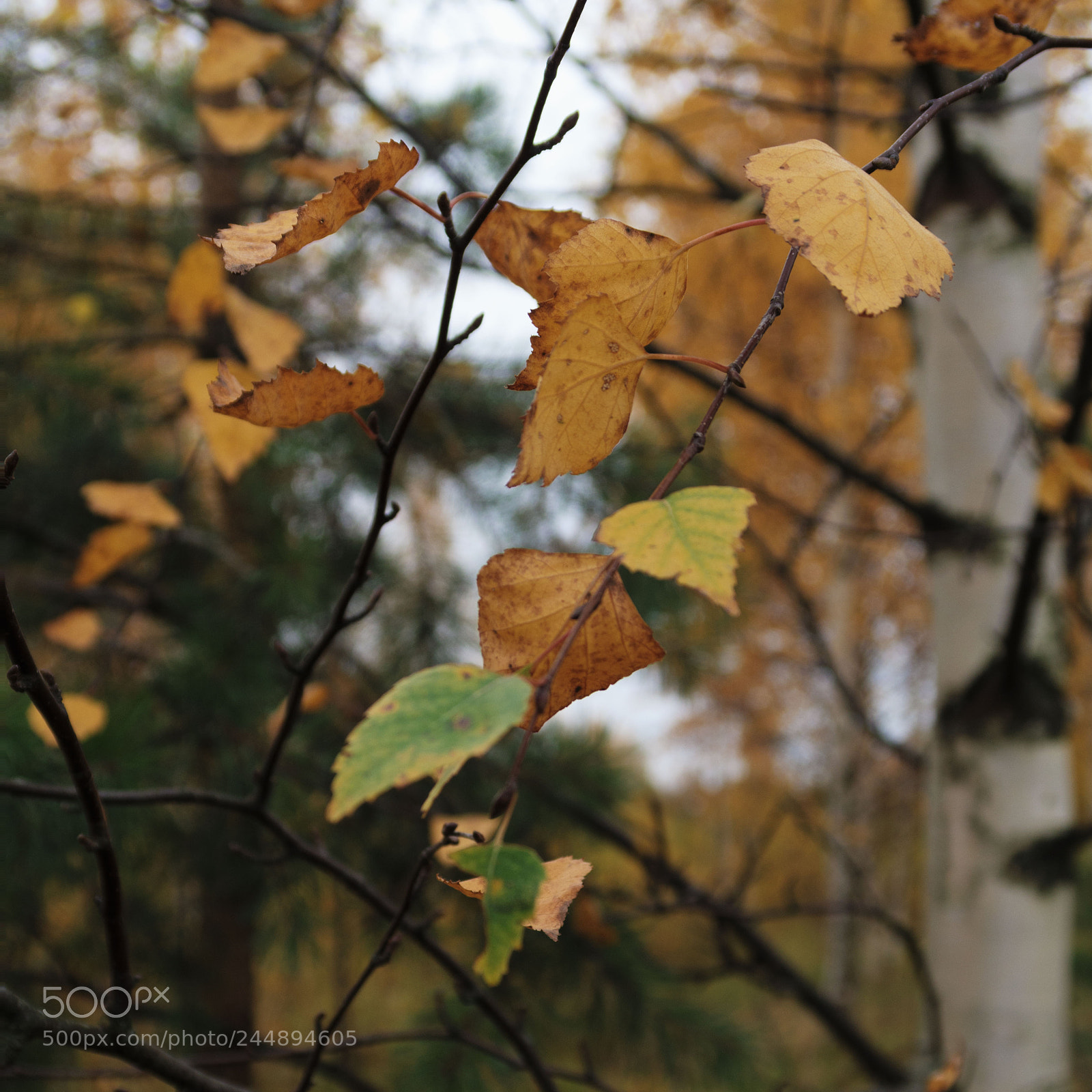 Canon PowerShot G7 X sample photo. Autumn twig. photography