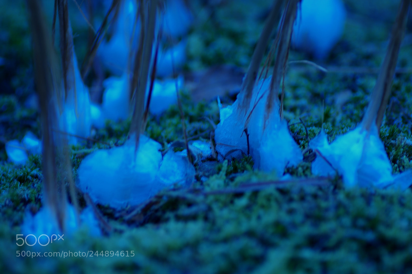 Pentax K-3 II sample photo. 氷の華　iced flower photography