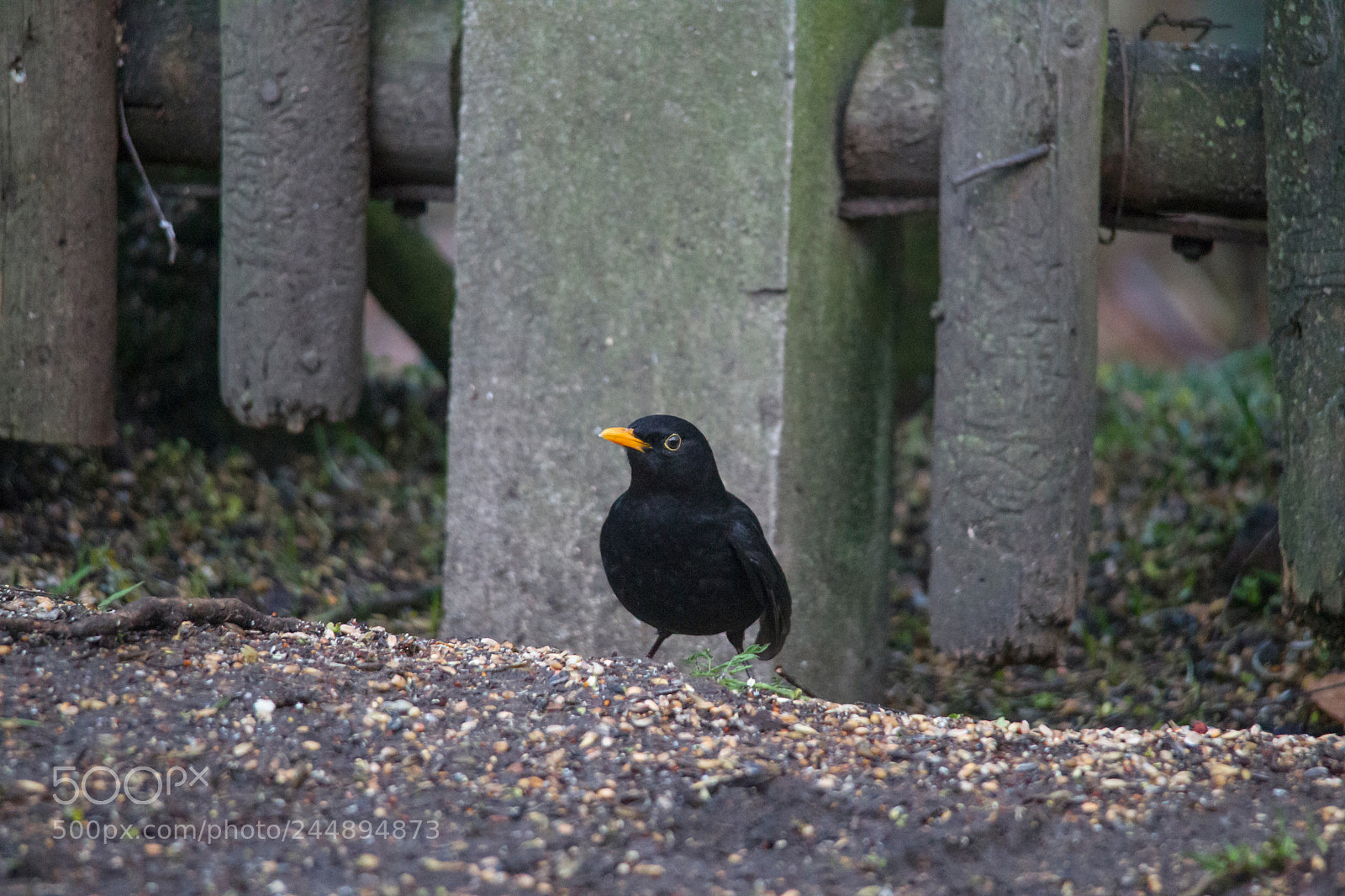Canon EOS-1D Mark IV sample photo. A blackbird male stands photography