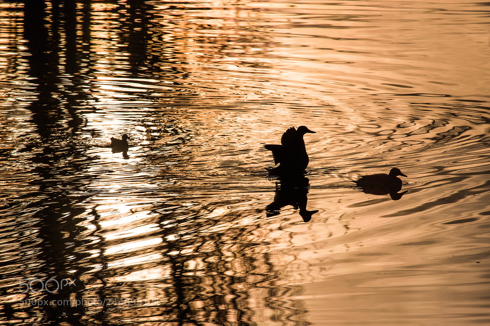 Canon EOS 6D Mark II sample photo. Golden light photography