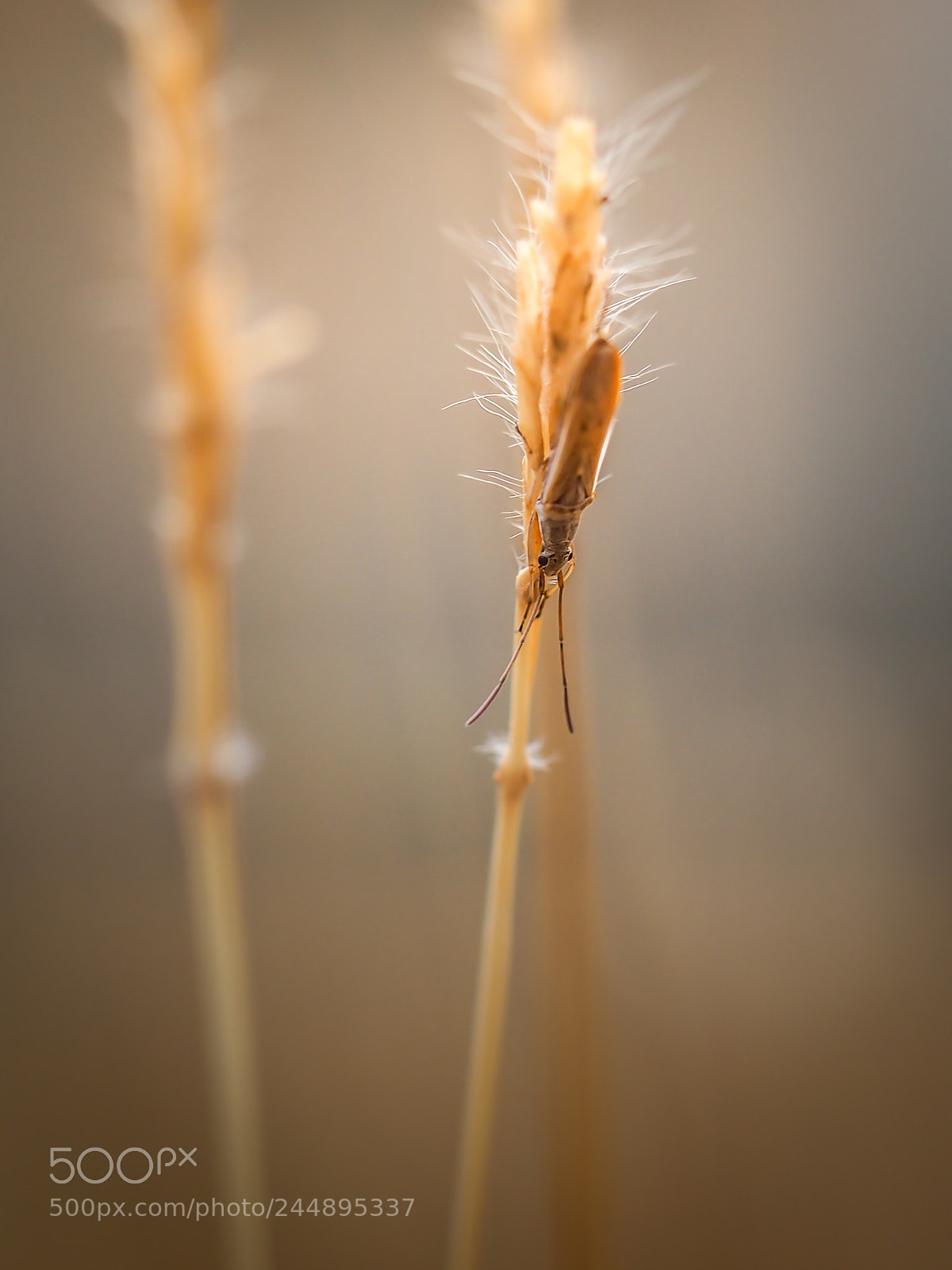 Olympus OM-D E-M10 sample photo. Bug on grass photography
