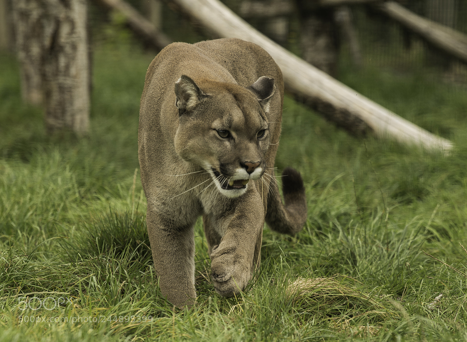 Nikon D5 sample photo. Puma series photography