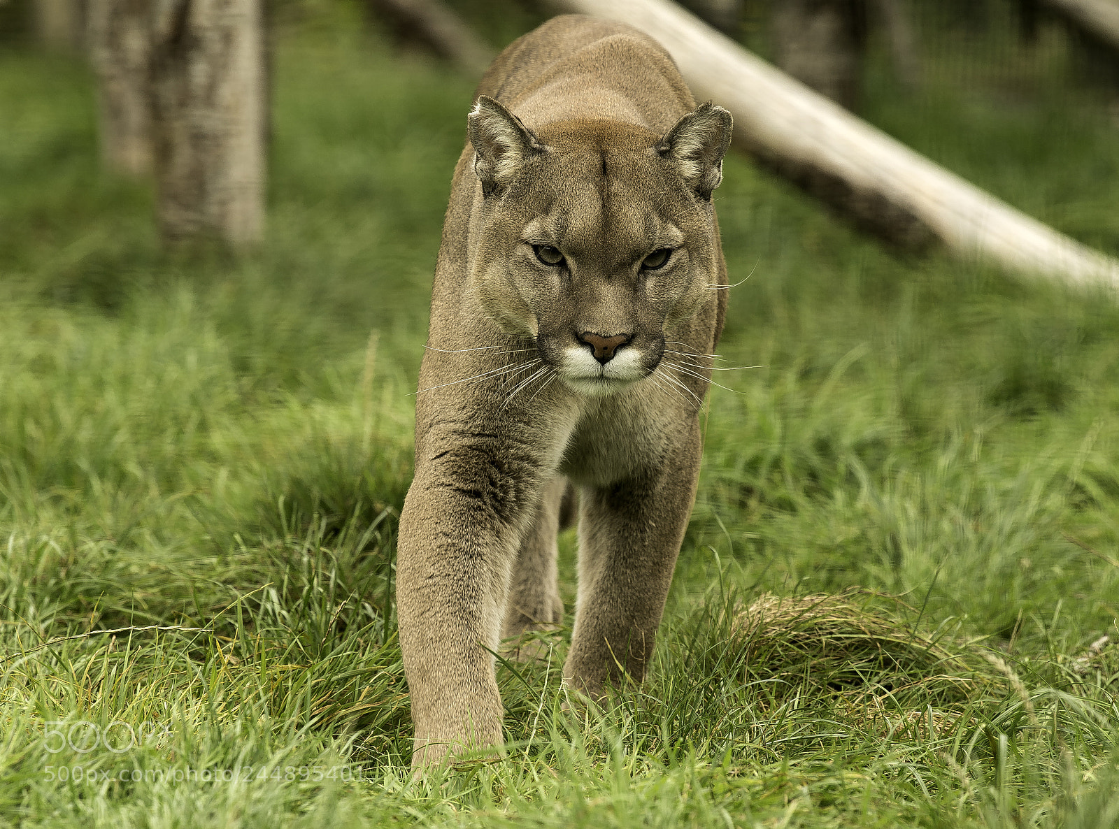 Nikon D5 sample photo. Puma series photography