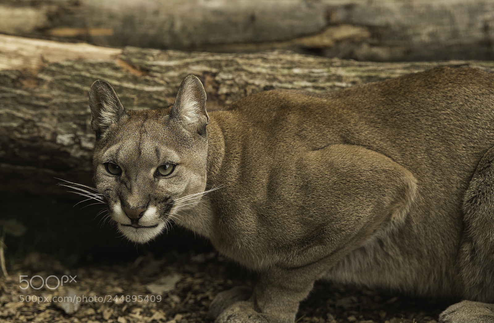 Nikon D5 sample photo. Puma series photography