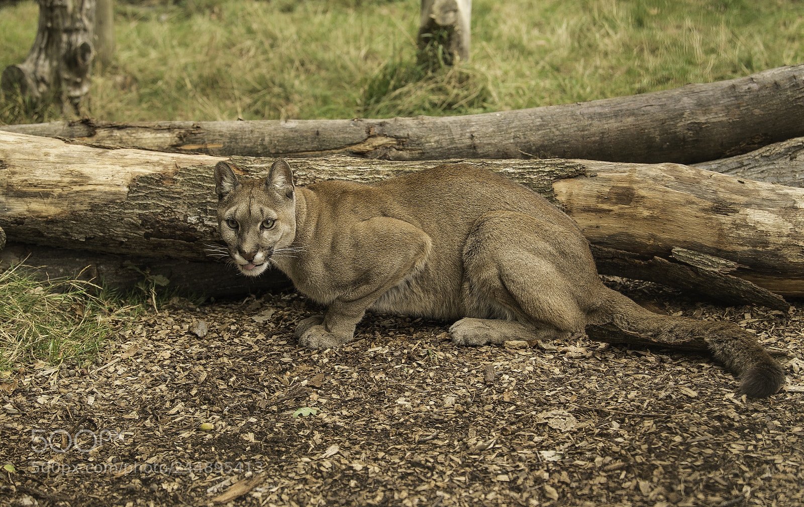 Nikon D5 sample photo. Puma series photography