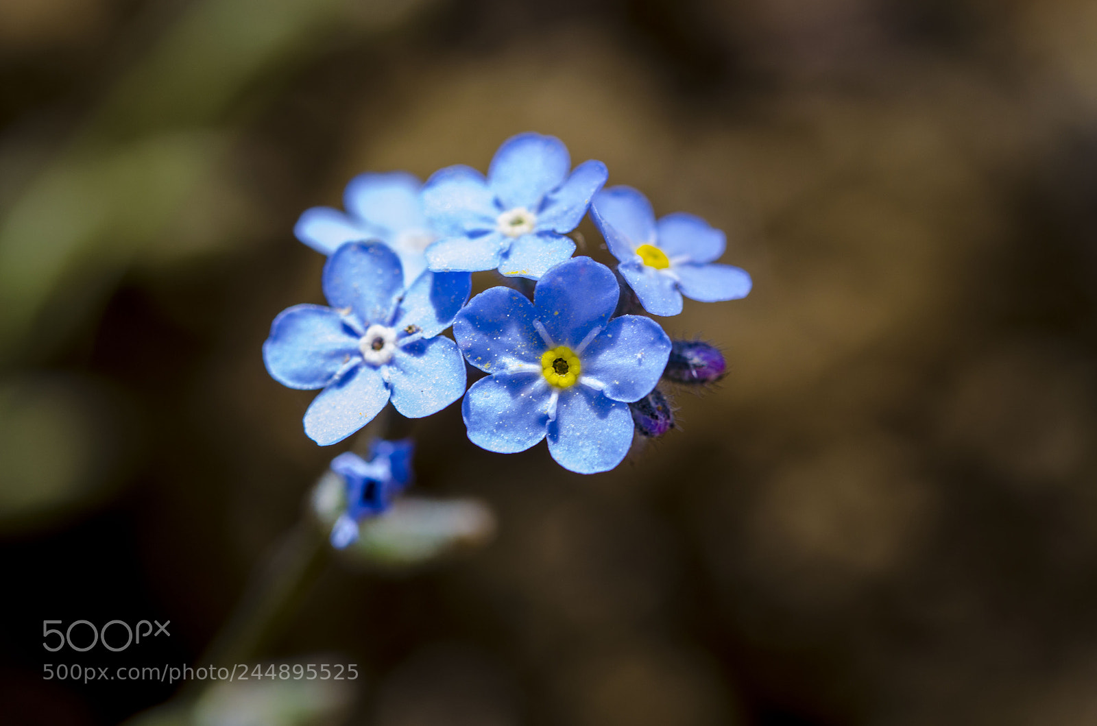 Nikon D5100 sample photo. Blue photography