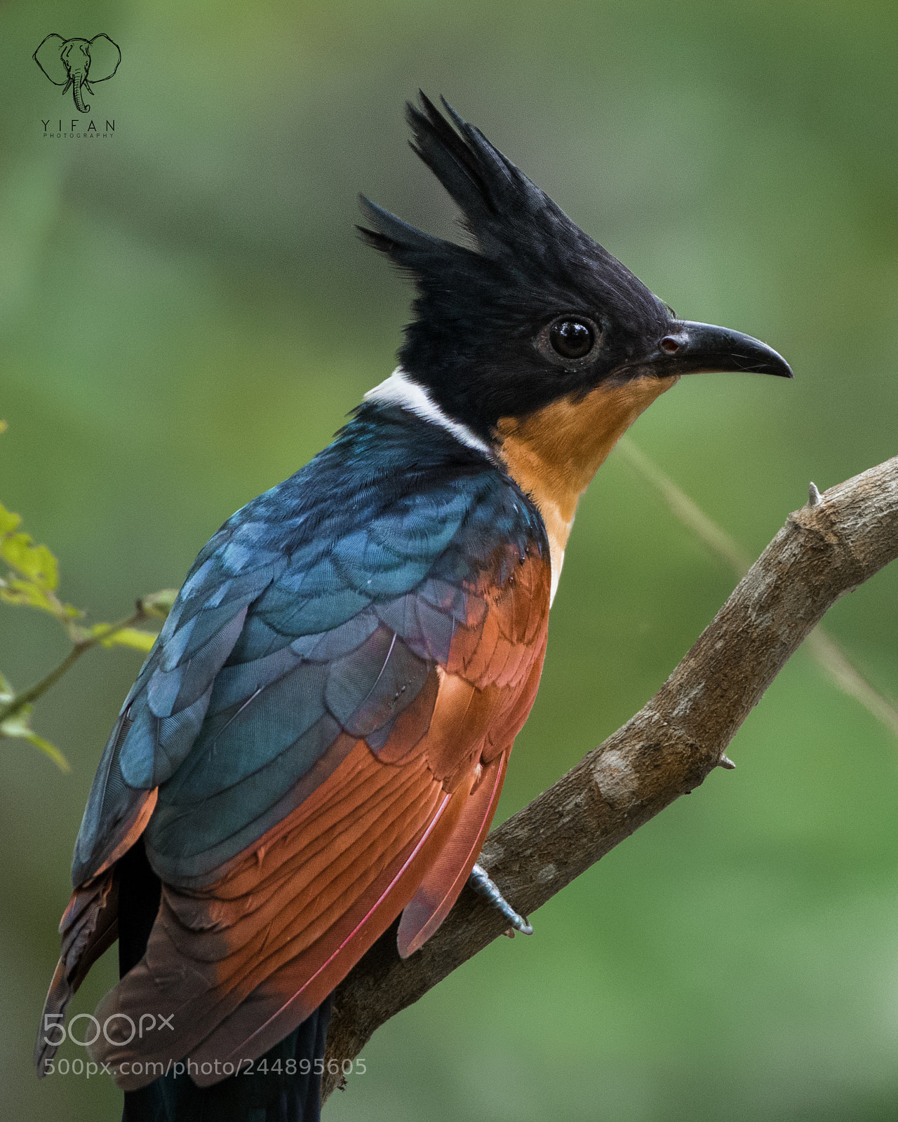 Nikon D850 sample photo. Chestnut winged cuckoo photography