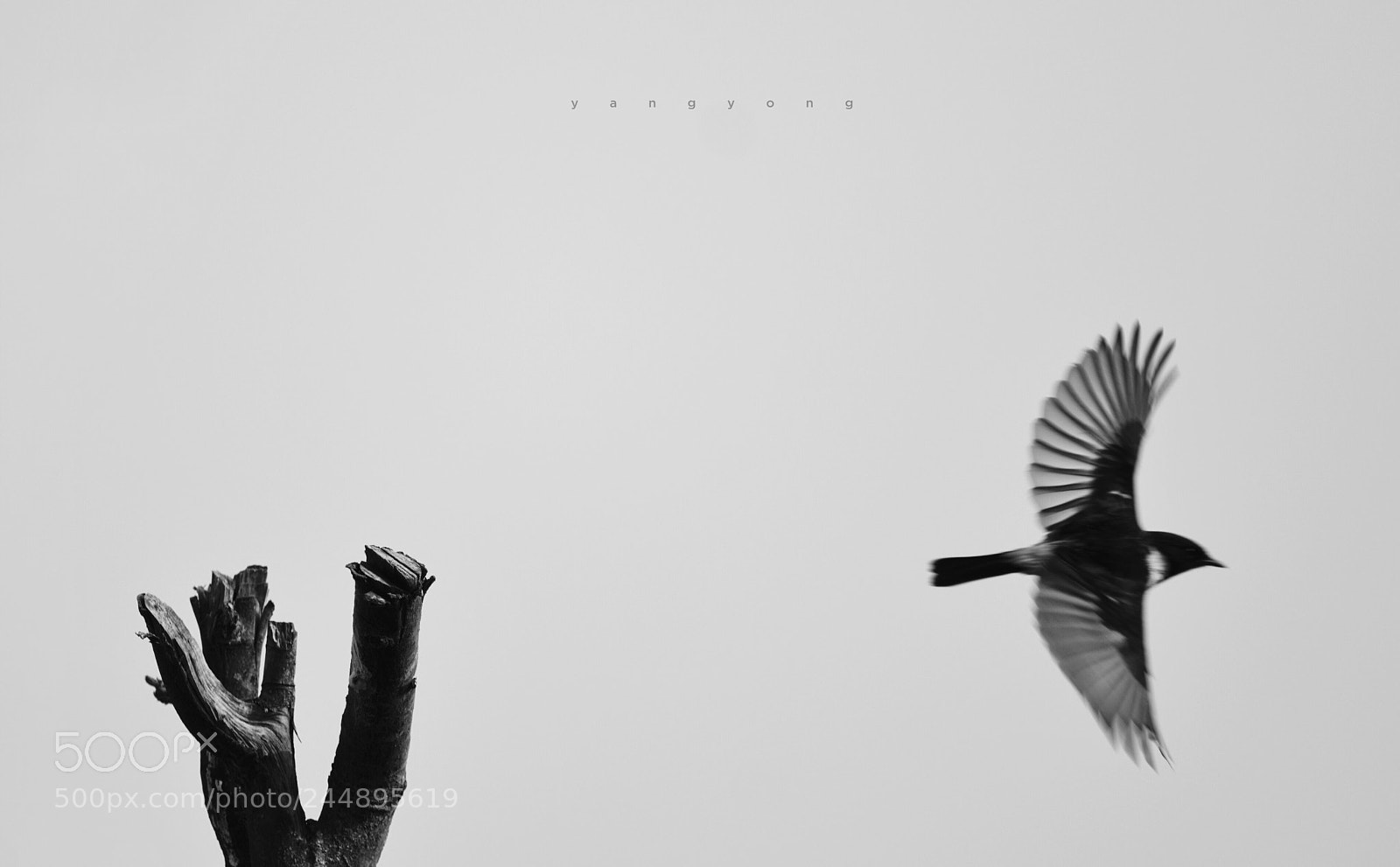 Nikon D7200 sample photo. Fly photography