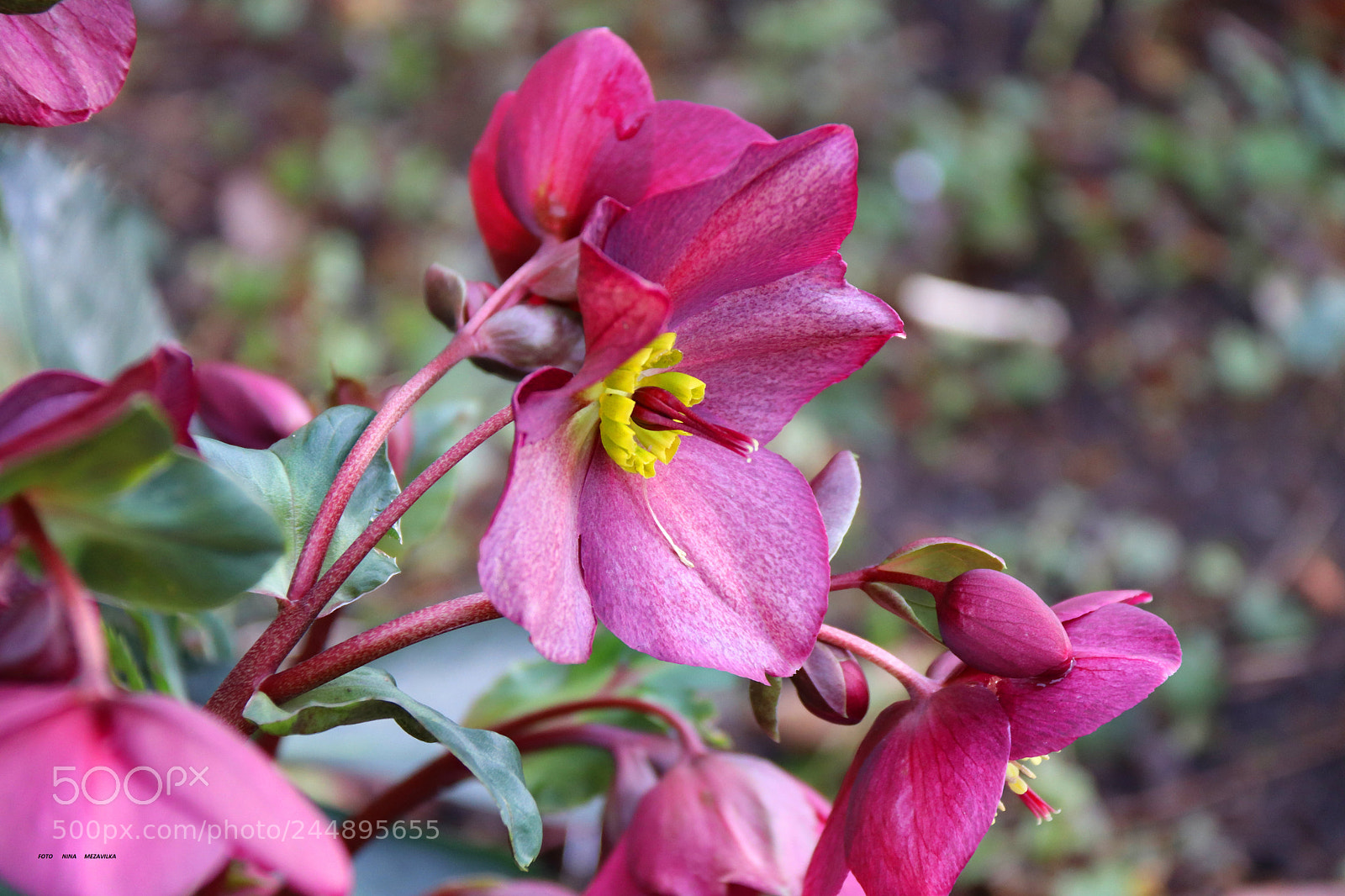 Canon EOS 800D (EOS Rebel T7i / EOS Kiss X9i) sample photo. Eine blume photography