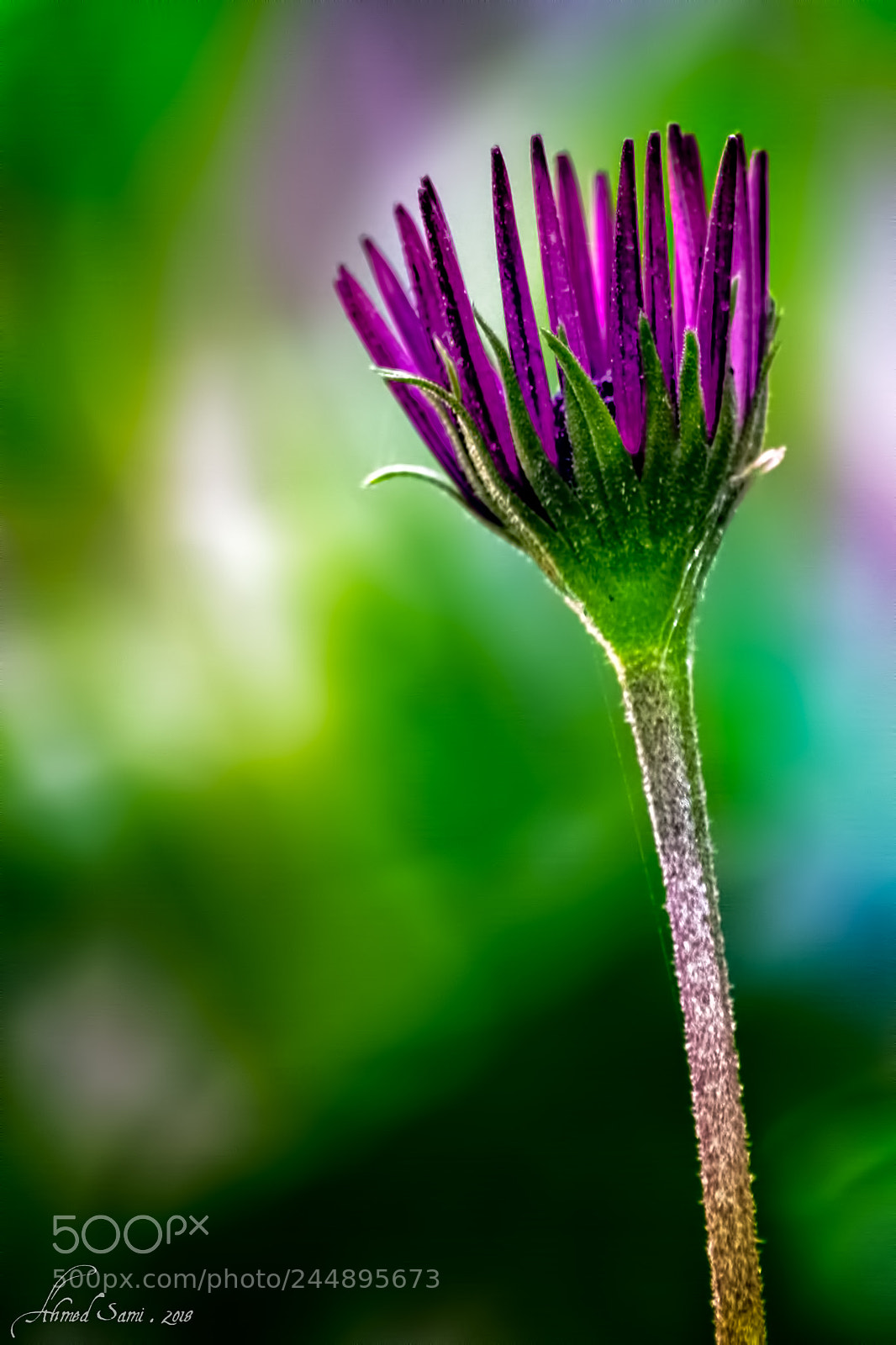 Nikon D7100 sample photo. Daisy photography