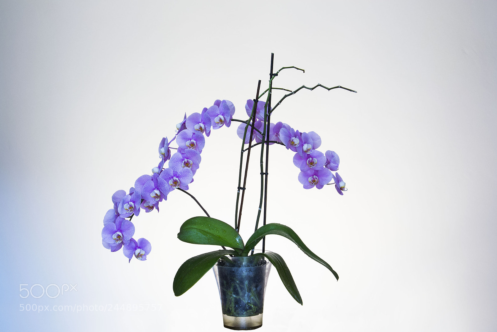 Nikon D3100 sample photo. Orchid photography