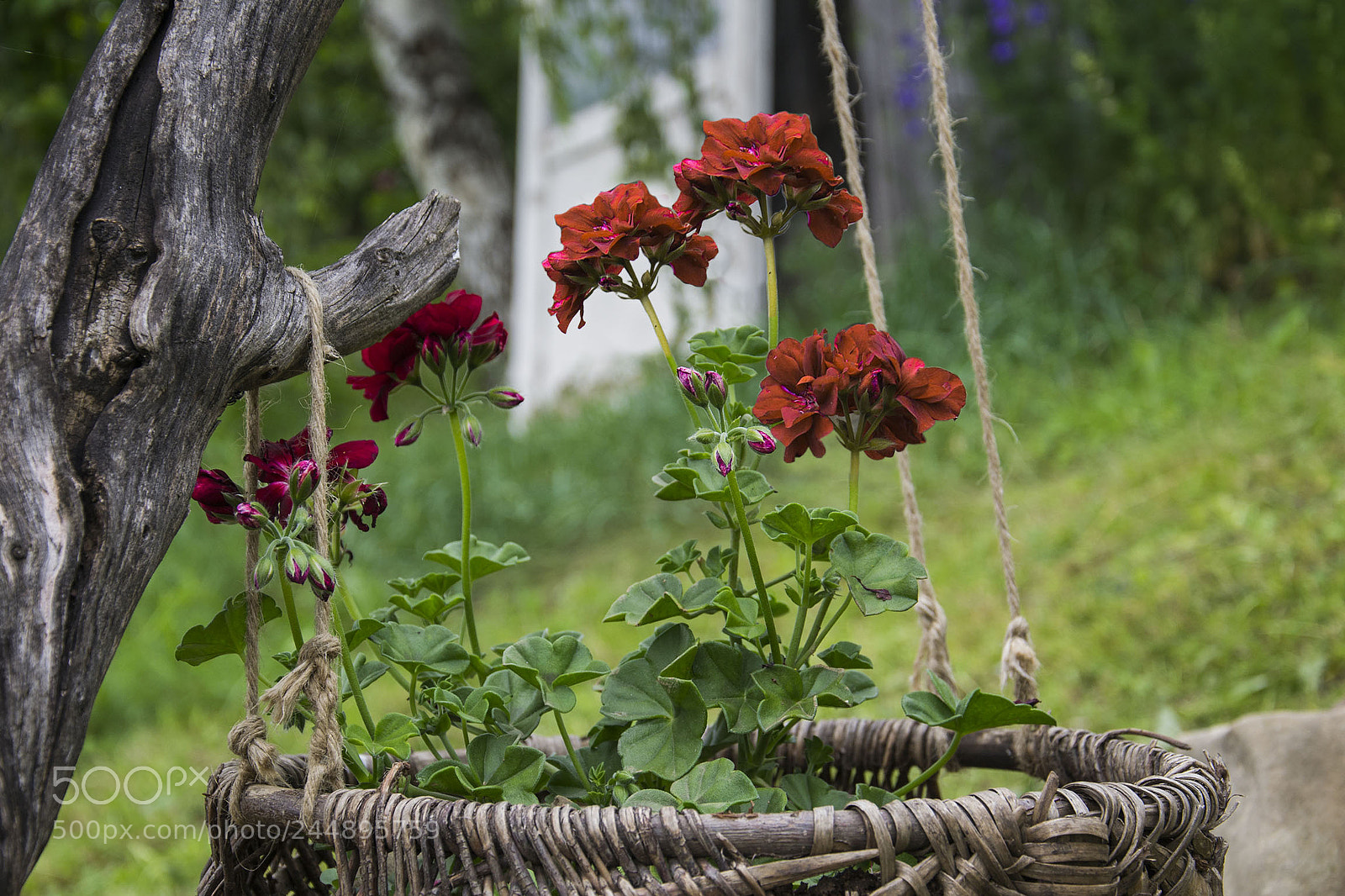 Nikon D3100 sample photo. Geranium photography