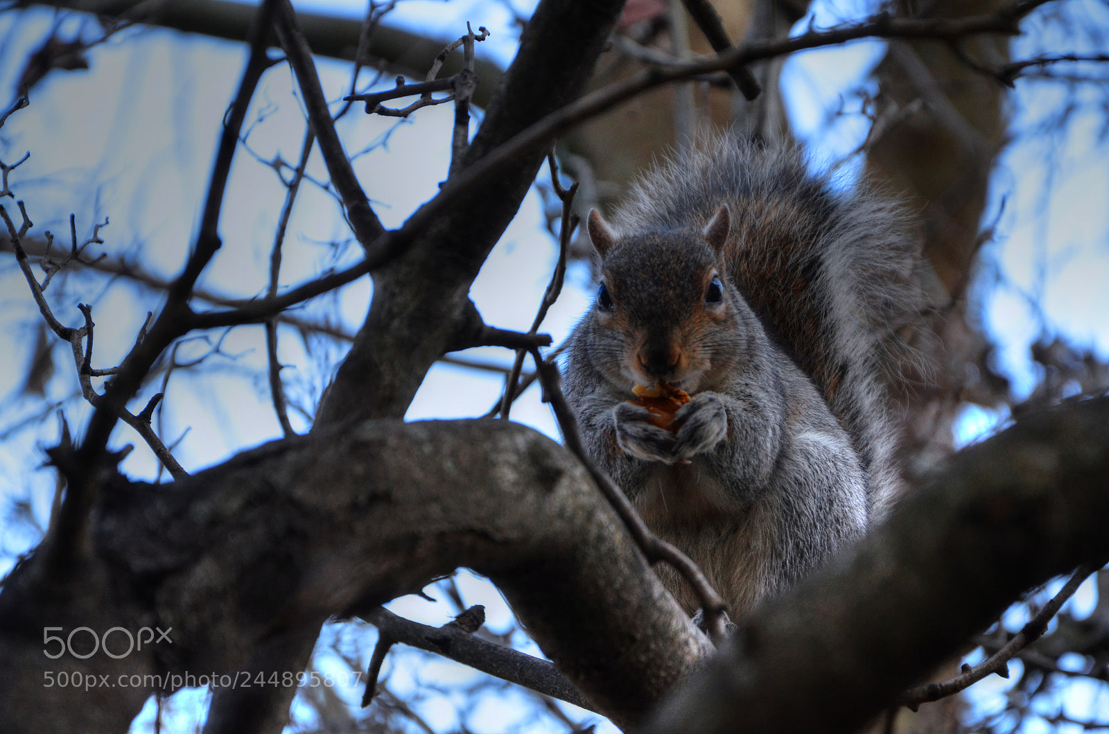 Nikon D5100 sample photo. Squirrel photography