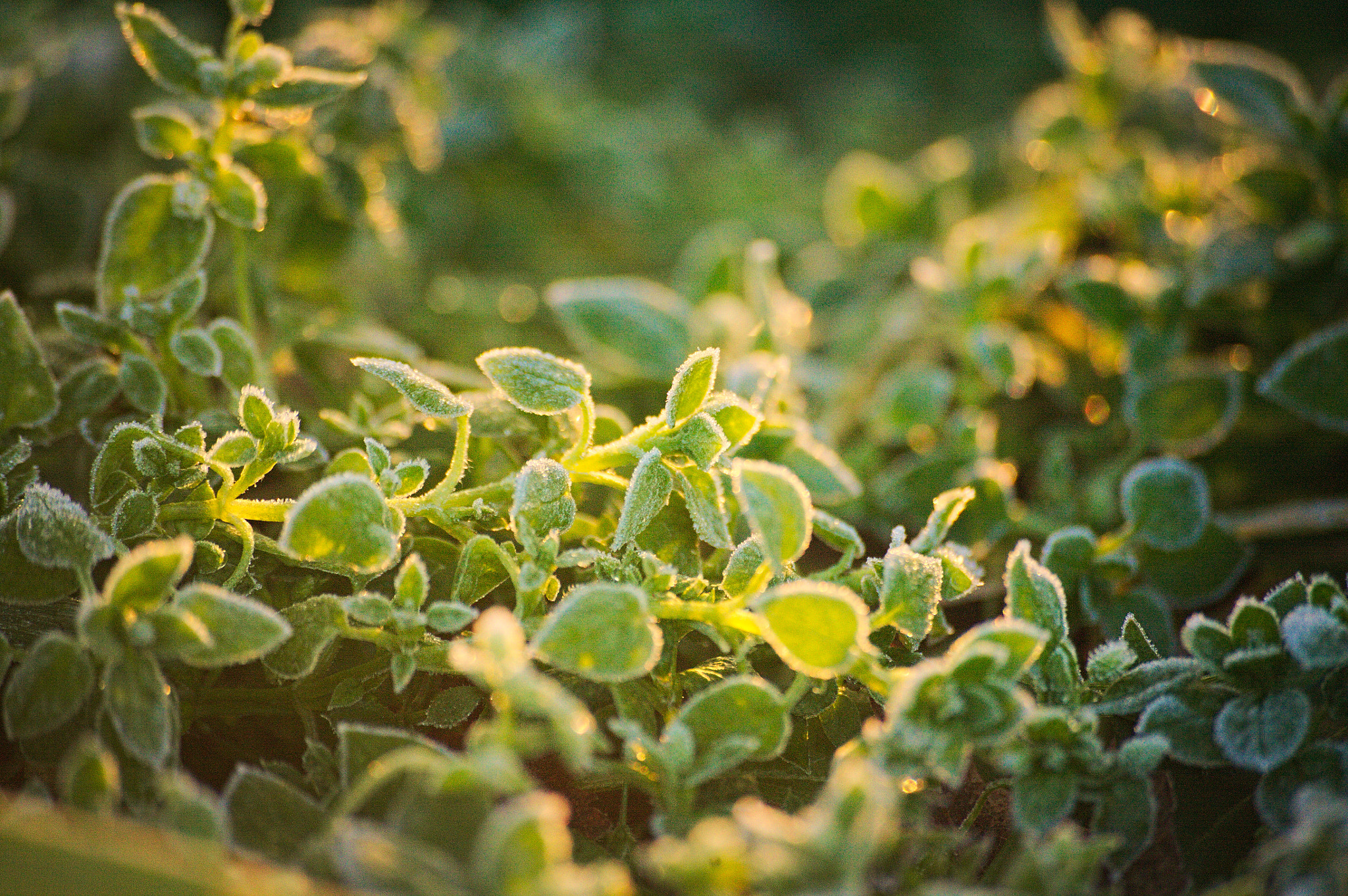 Canon EOS 5D sample photo. Sunrise of life photography