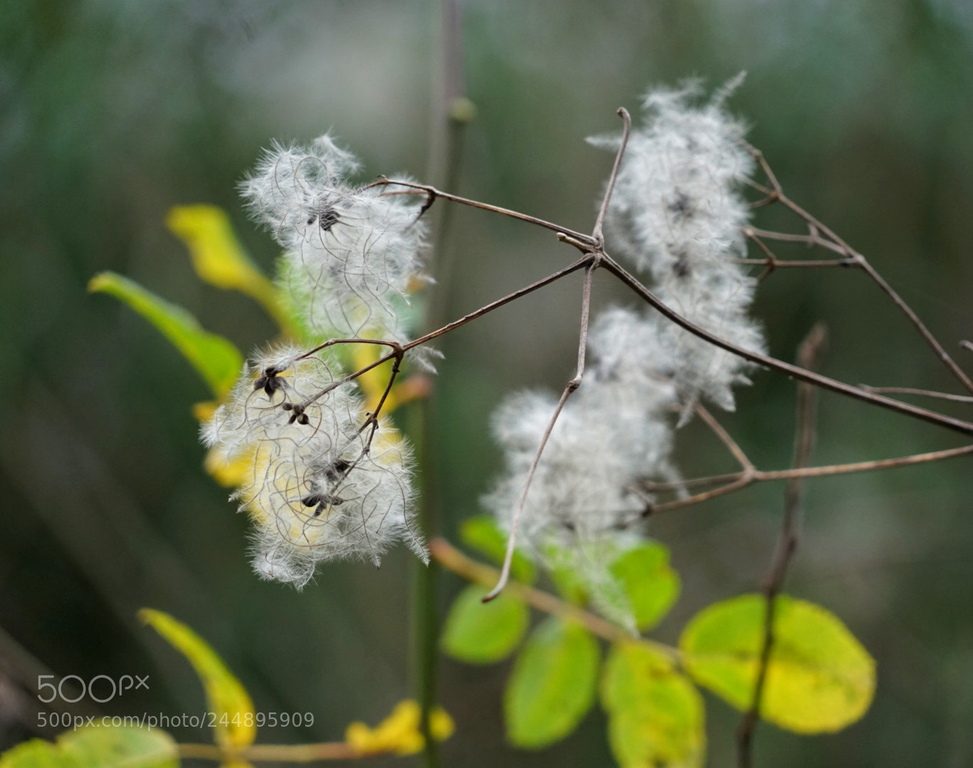 Sony a7 II sample photo. Winter flower1 photography