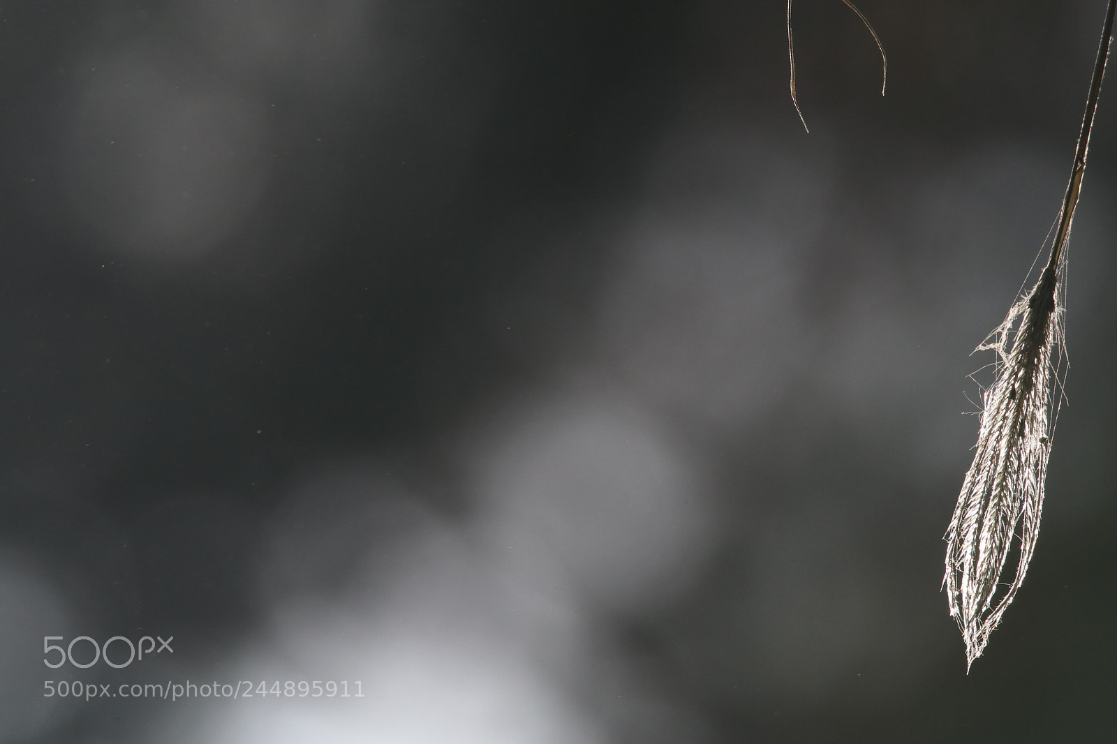 Tamron SP 150-600mm F5-6.3 Di VC USD sample photo. 冬之绒光cashmere in winter photography