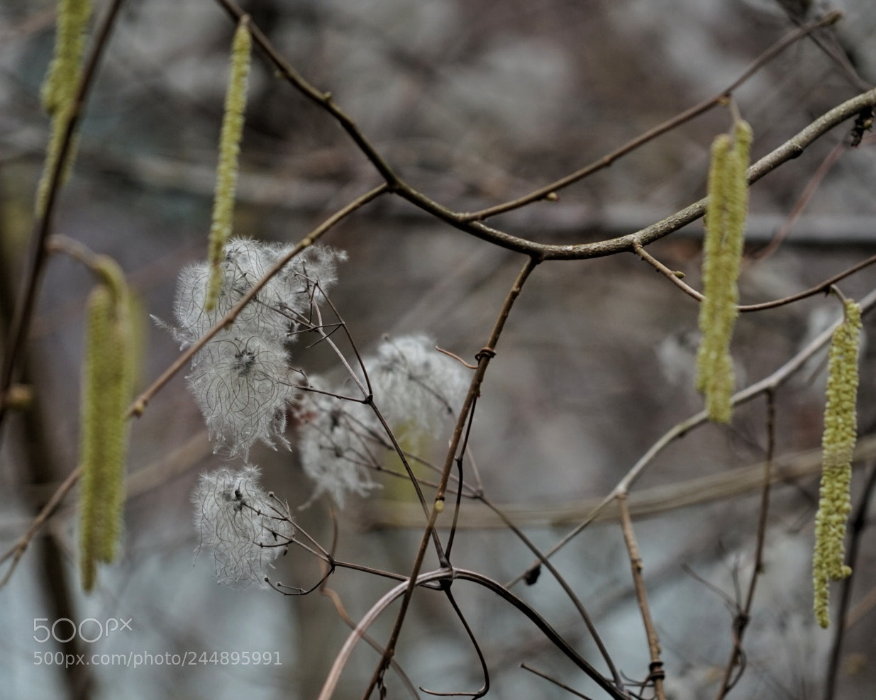 Sony a7 II sample photo. Winter flower 2 photography