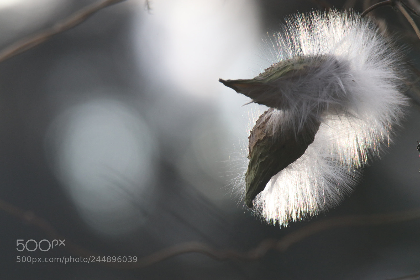 Tamron SP 150-600mm F5-6.3 Di VC USD sample photo. The villi of the photography