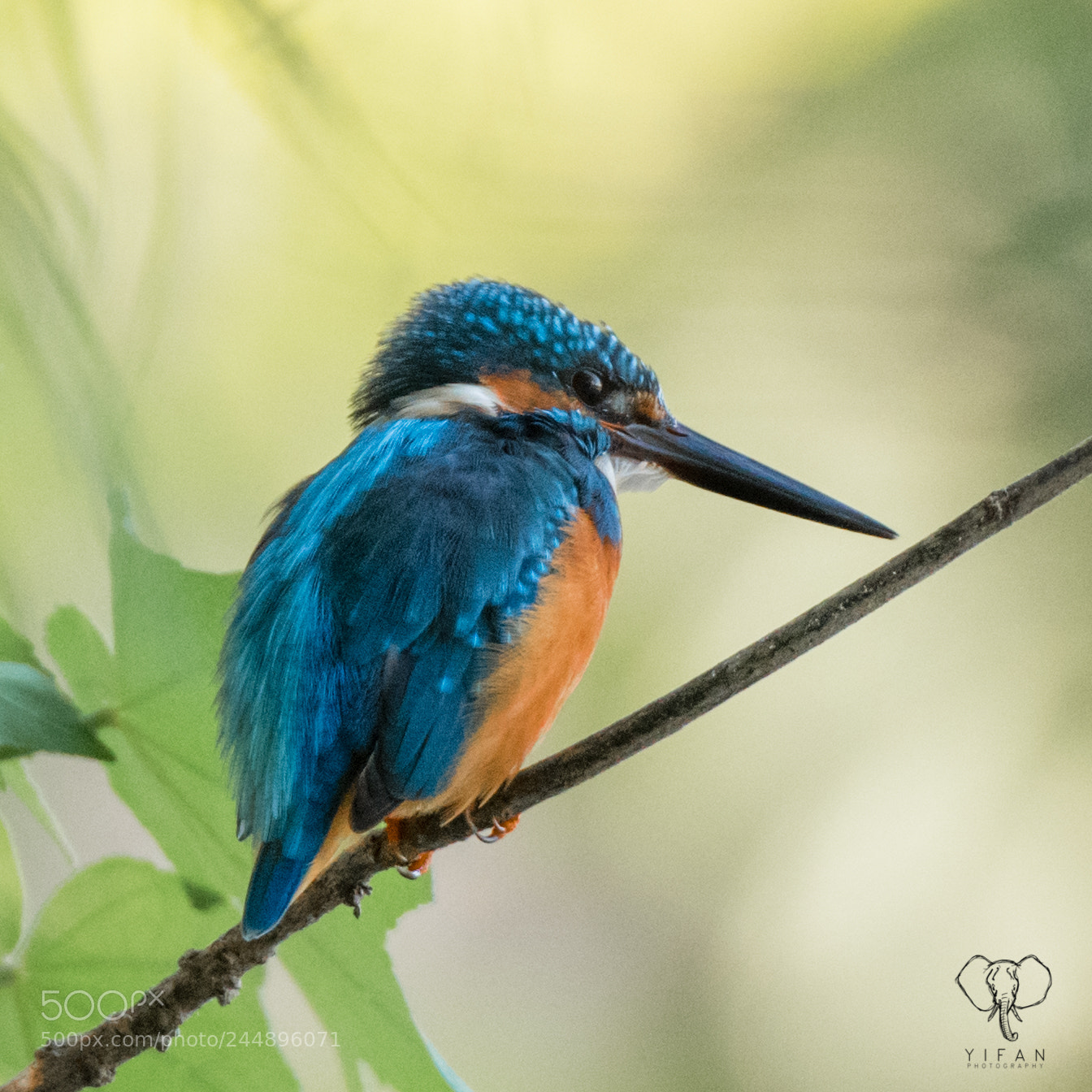 Nikon D850 sample photo. Common kingfisher photography