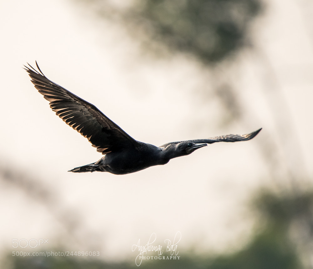 Nikon D500 sample photo. Cormorant in flight photography