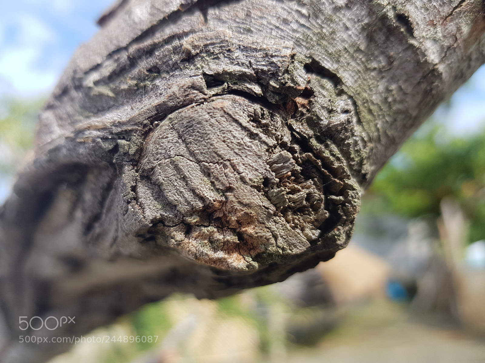 Samsung Galaxy S8 sample photo. Dried photography