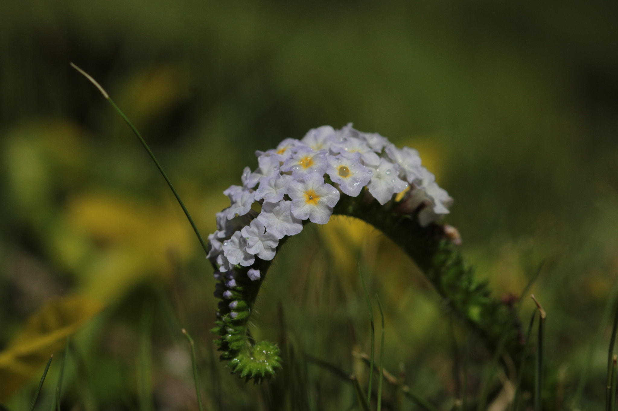 Canon EOS 70D sample photo. Wild flowers photography